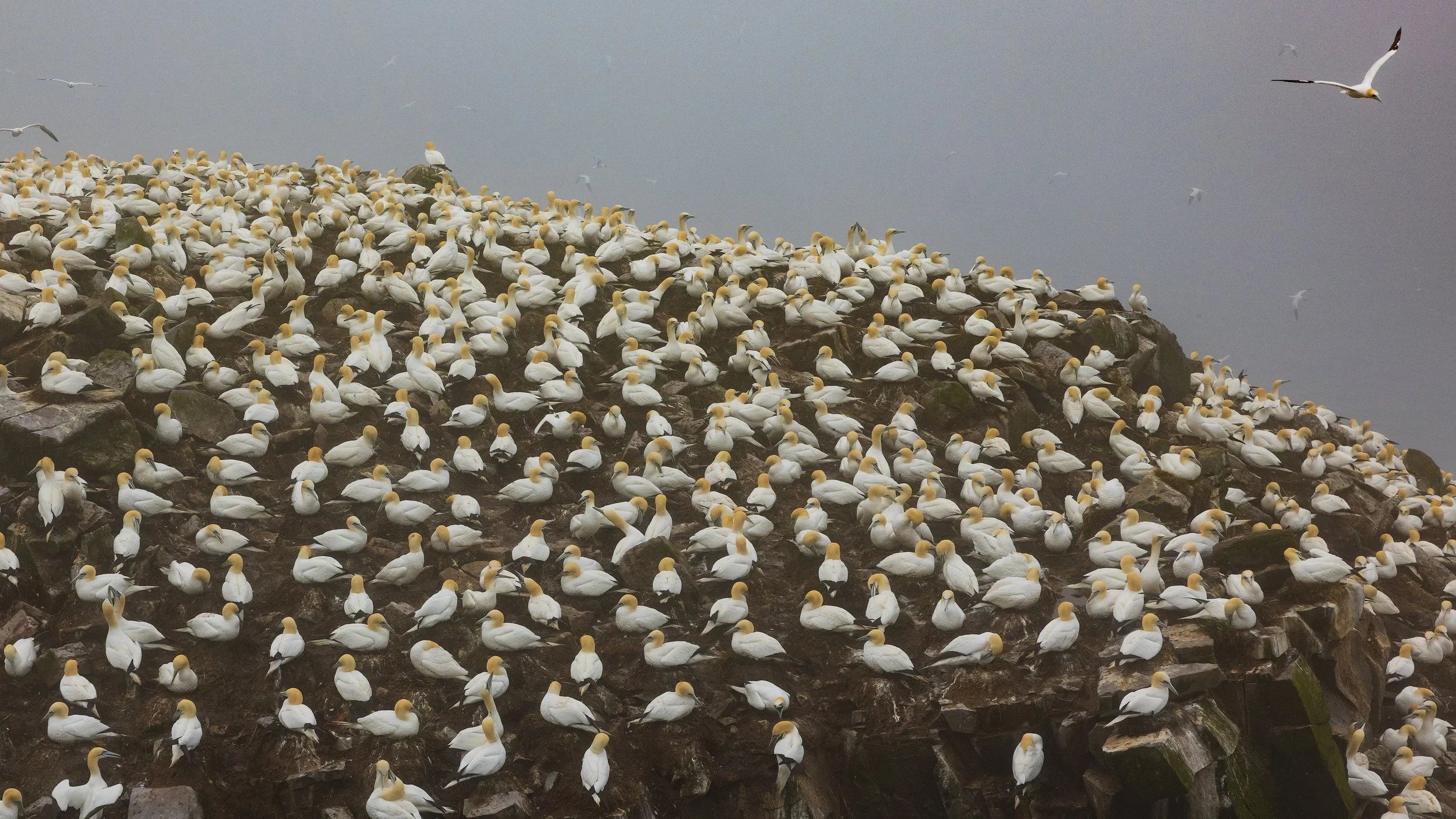  Cape St. Marys, NL 2022 