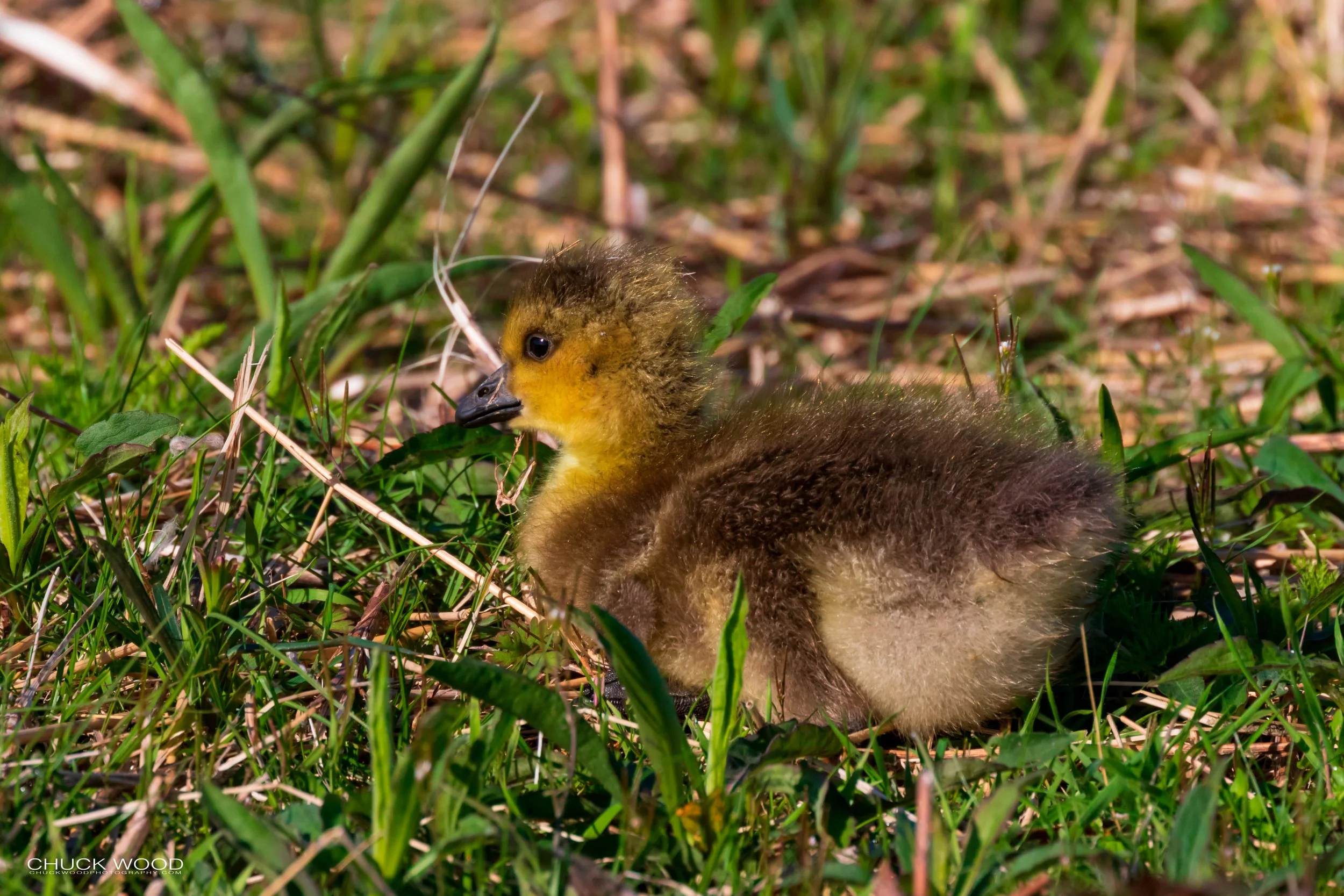  Forsythe NWR, NJ 2019 