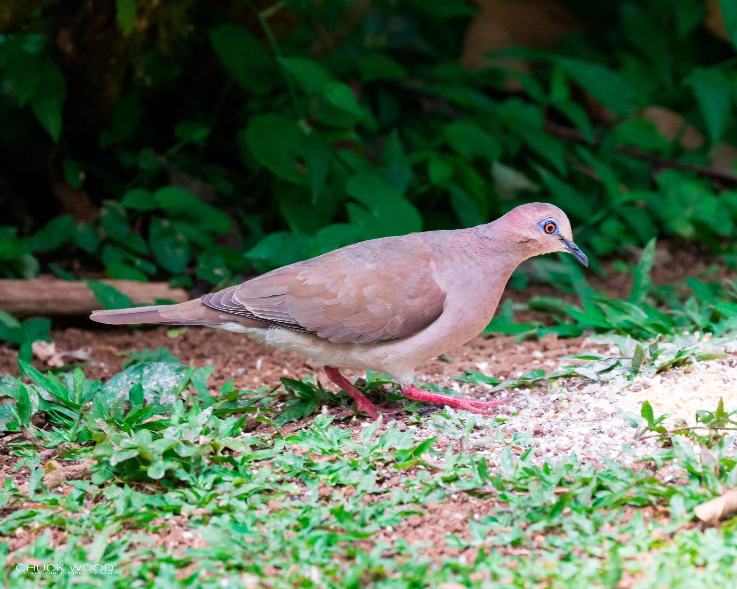  Rancho Naturalista, Costa Rica 2020 
