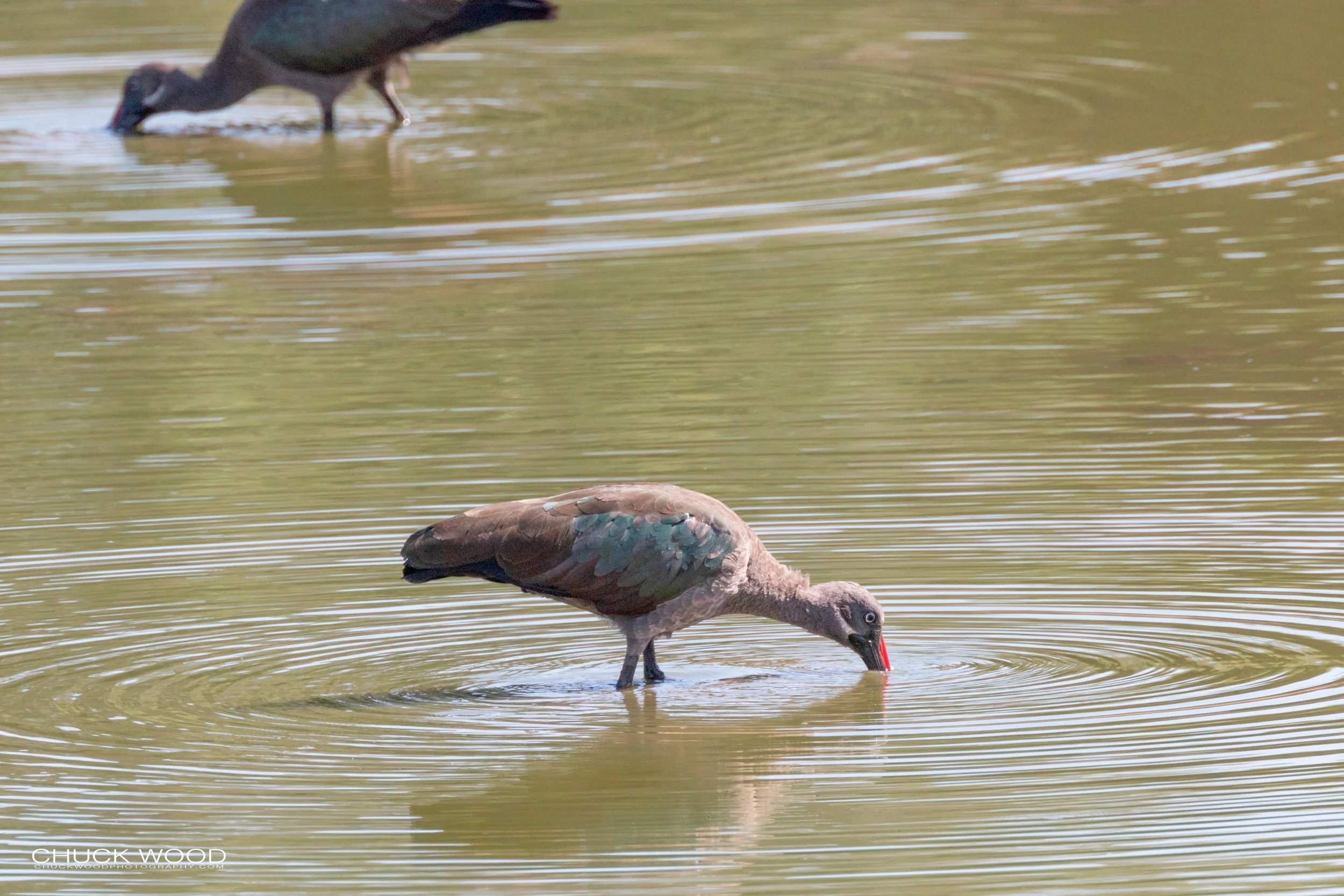  Mana Pools, Zimbabwe 2019 