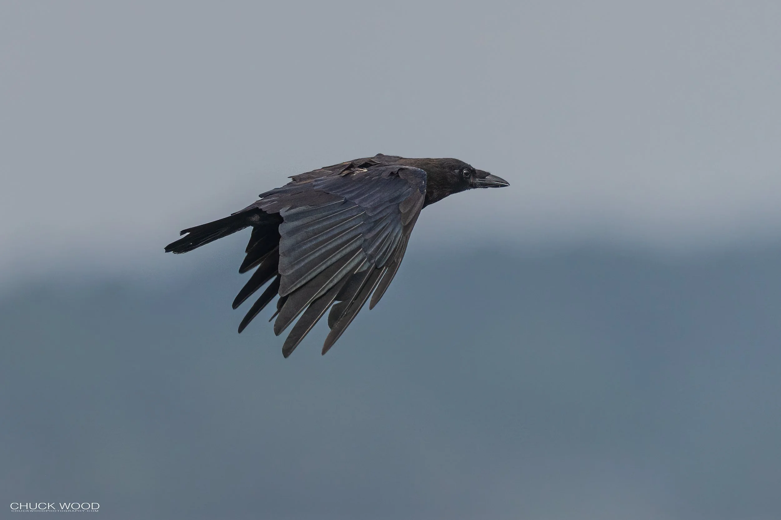  Forsythe NWR, NJ 2022 