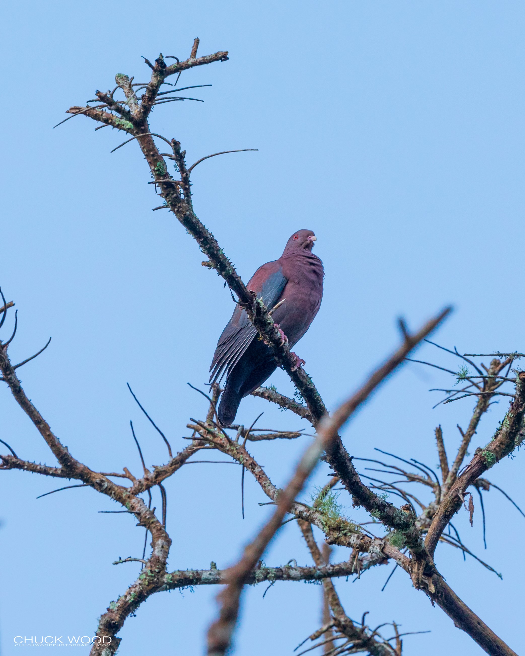  Rancho Naturalista, Costa Rica 2020 