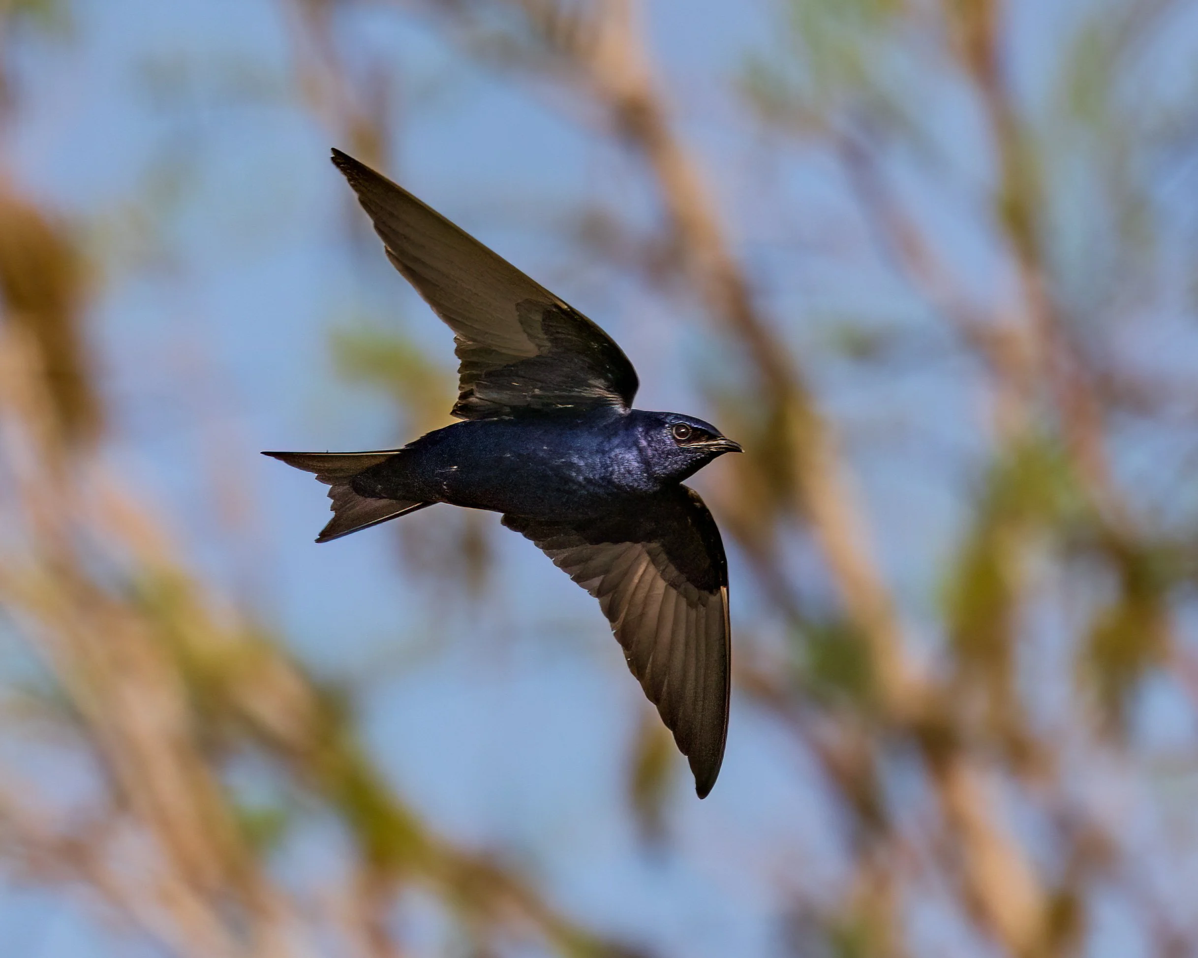  Wakodahatchee, FL 2023 