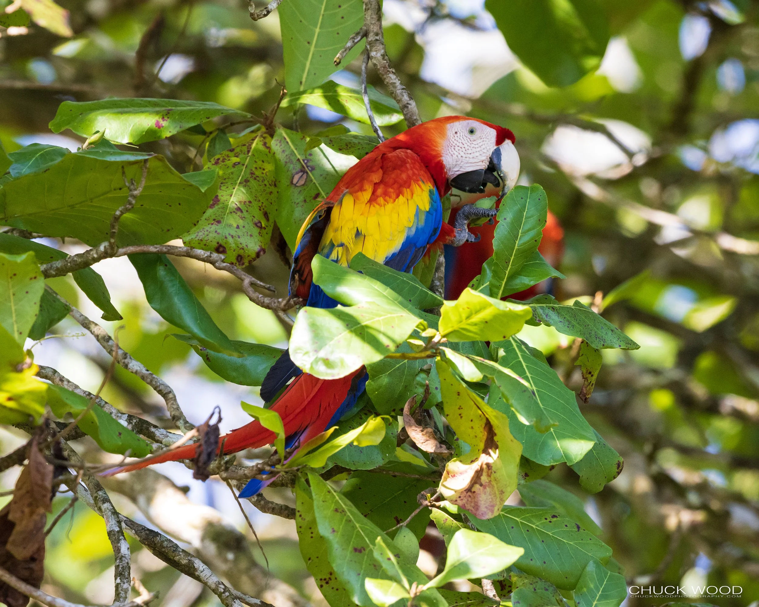  Osa Peninsula, Costa Rica 2022 