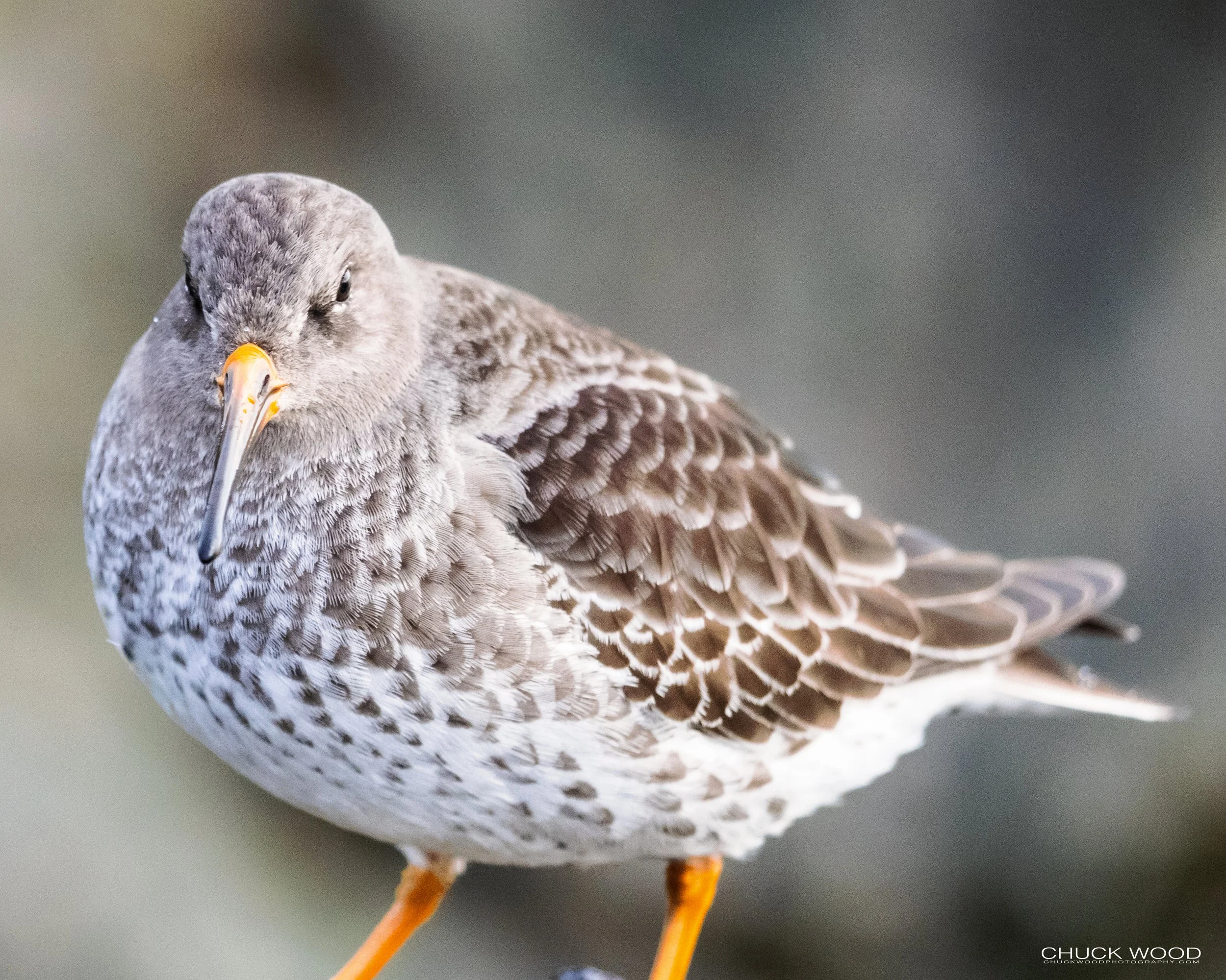  Barnegat Lighthouse, NJ 2021 