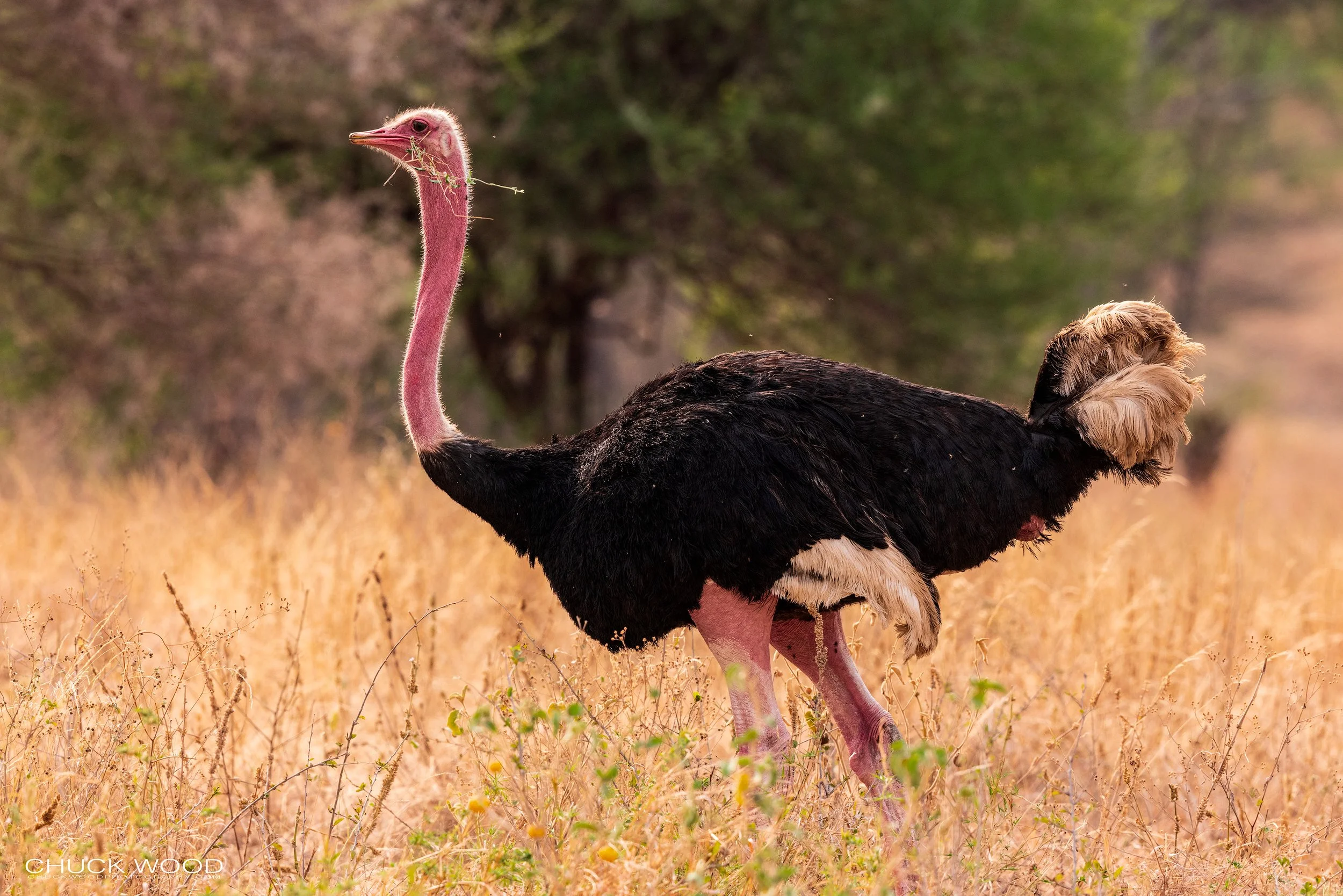  Tarangire, Tanzania 2021 