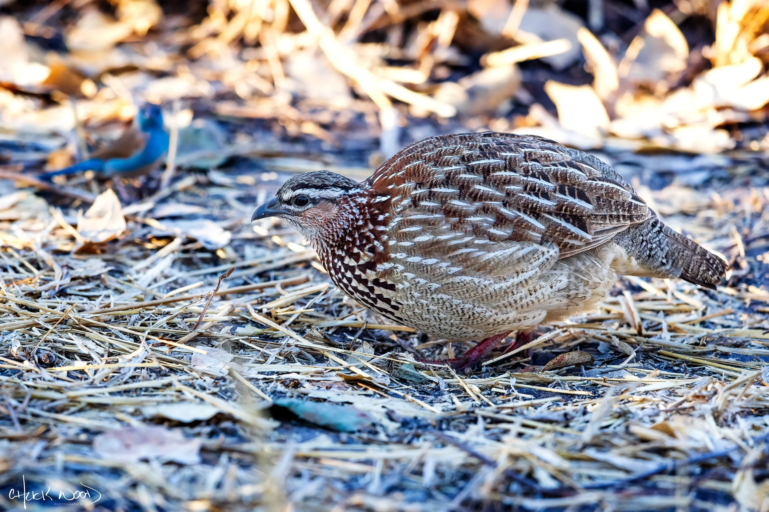  Savuti, Botswana 2023 