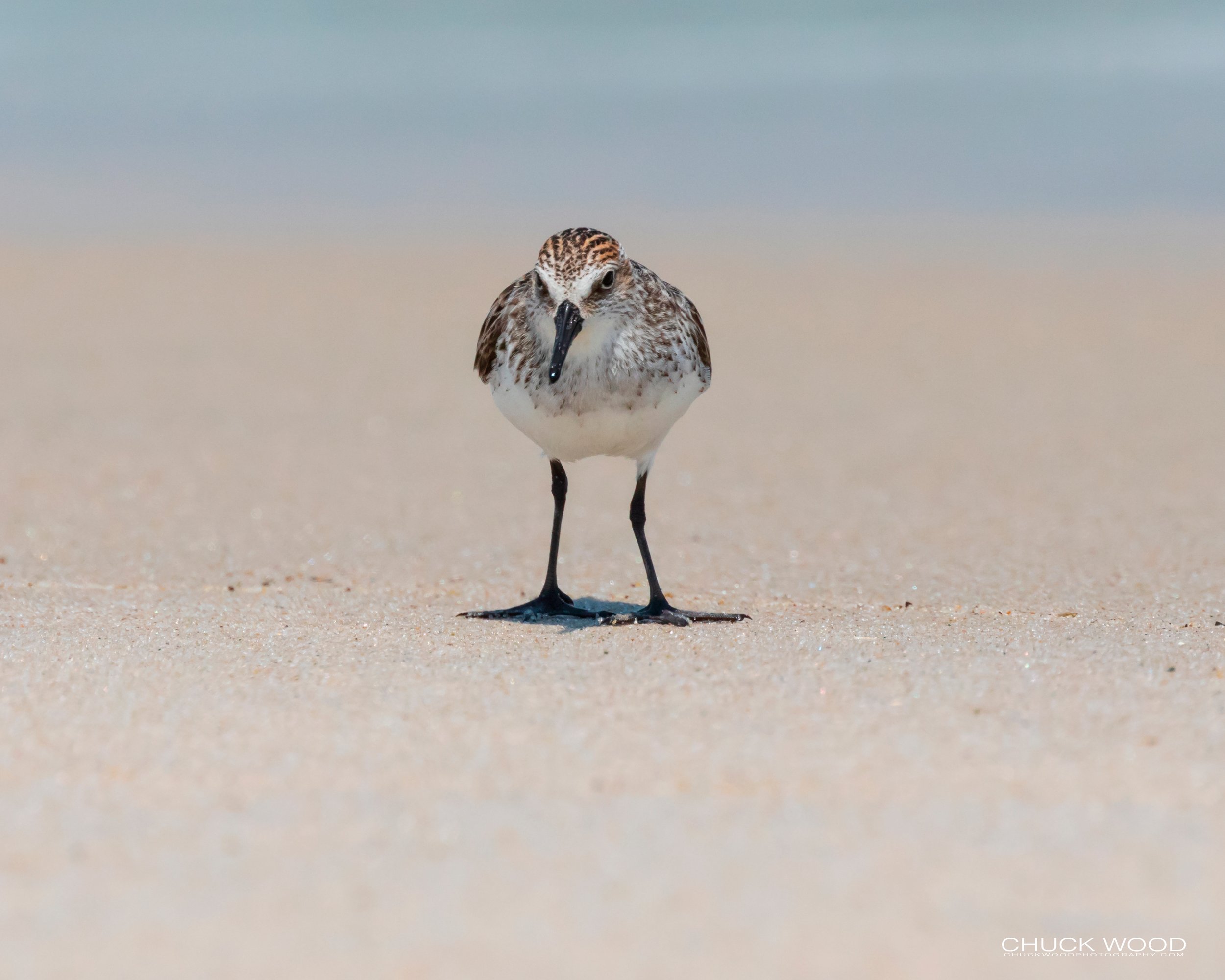  Pea Island NWR, NC 2019 