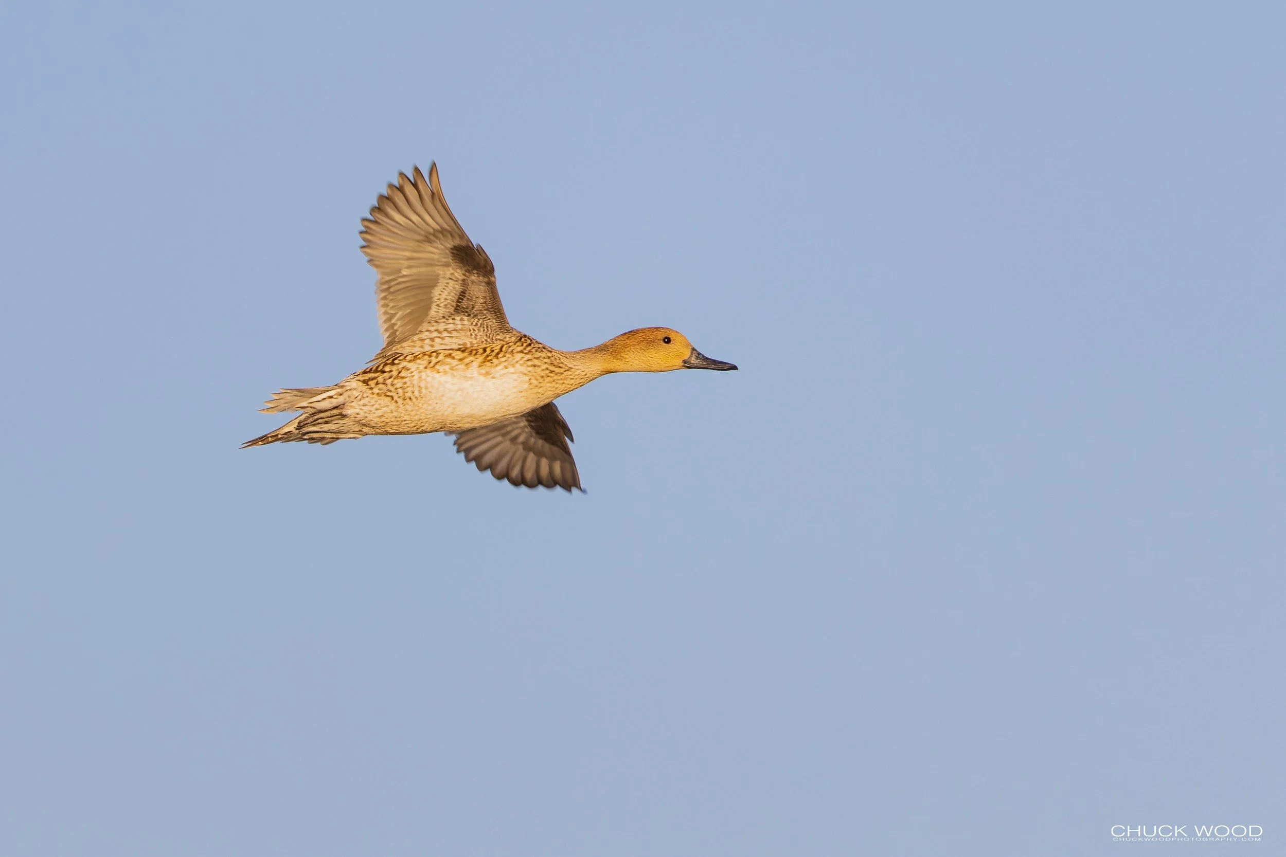  Bosque del Apache, NM 2021 