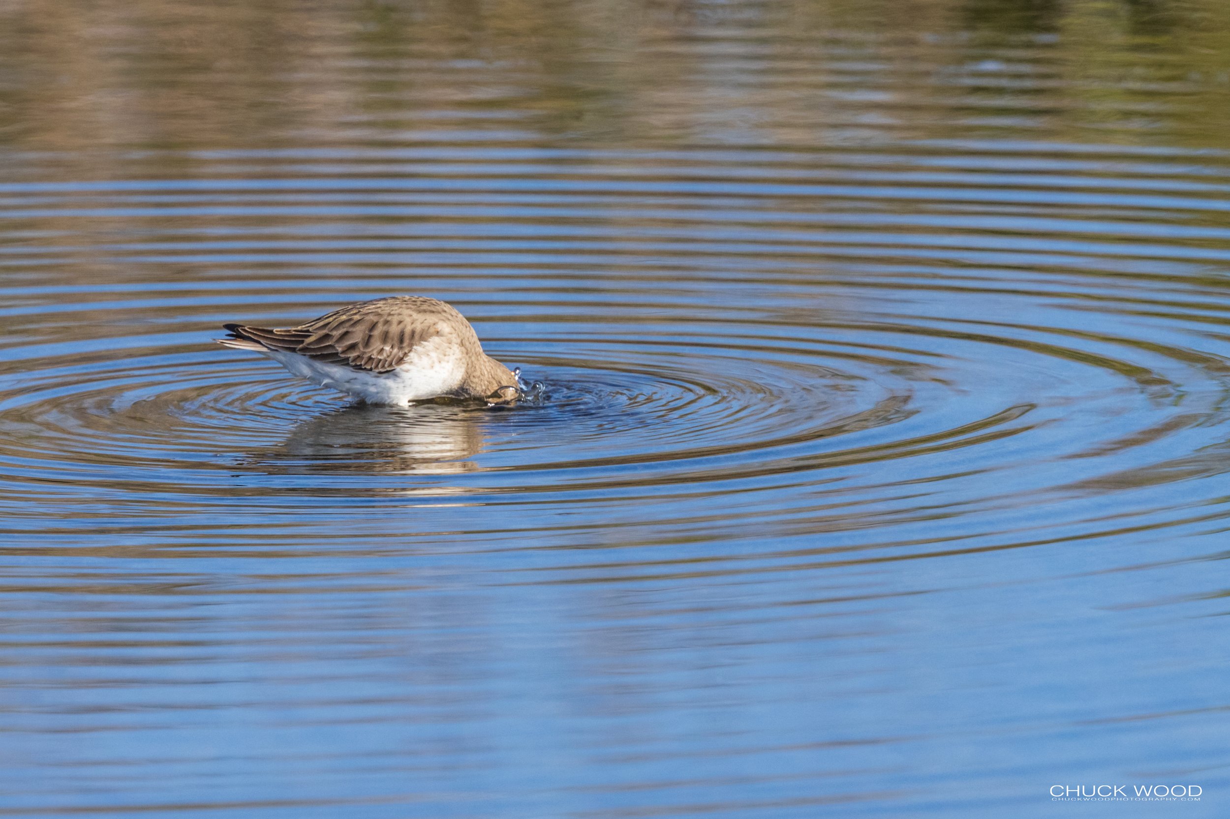  Forsythe NWR, NJ 2020 