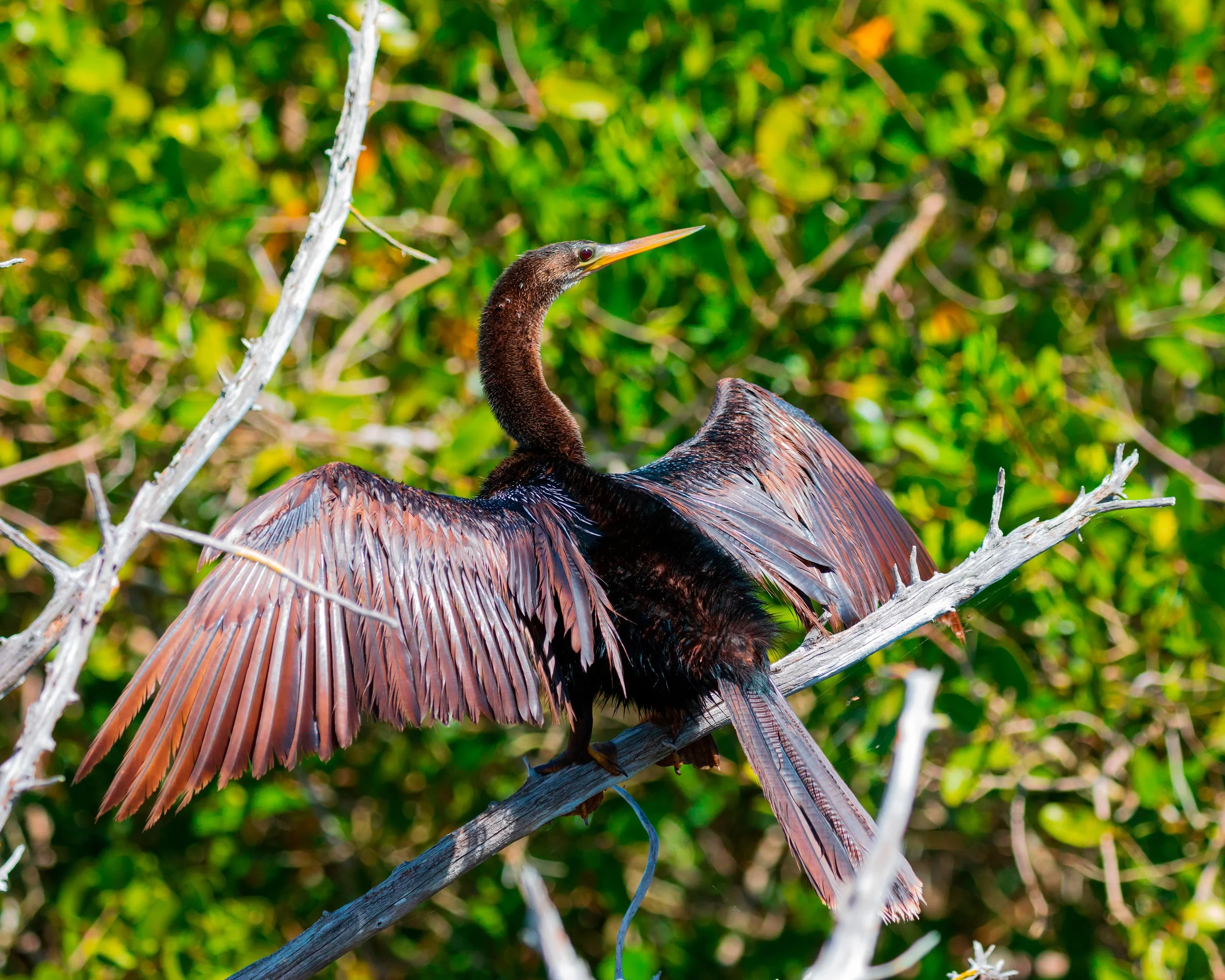  Merritt Island, FL 2019 