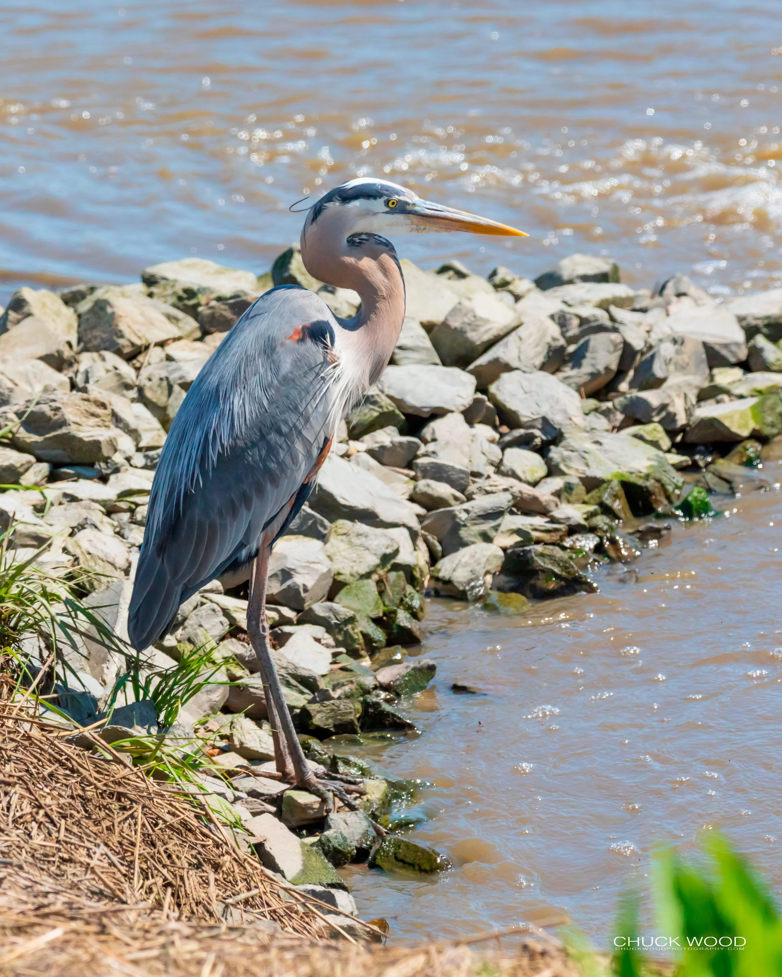 Forsythe NWR, FL 2019 