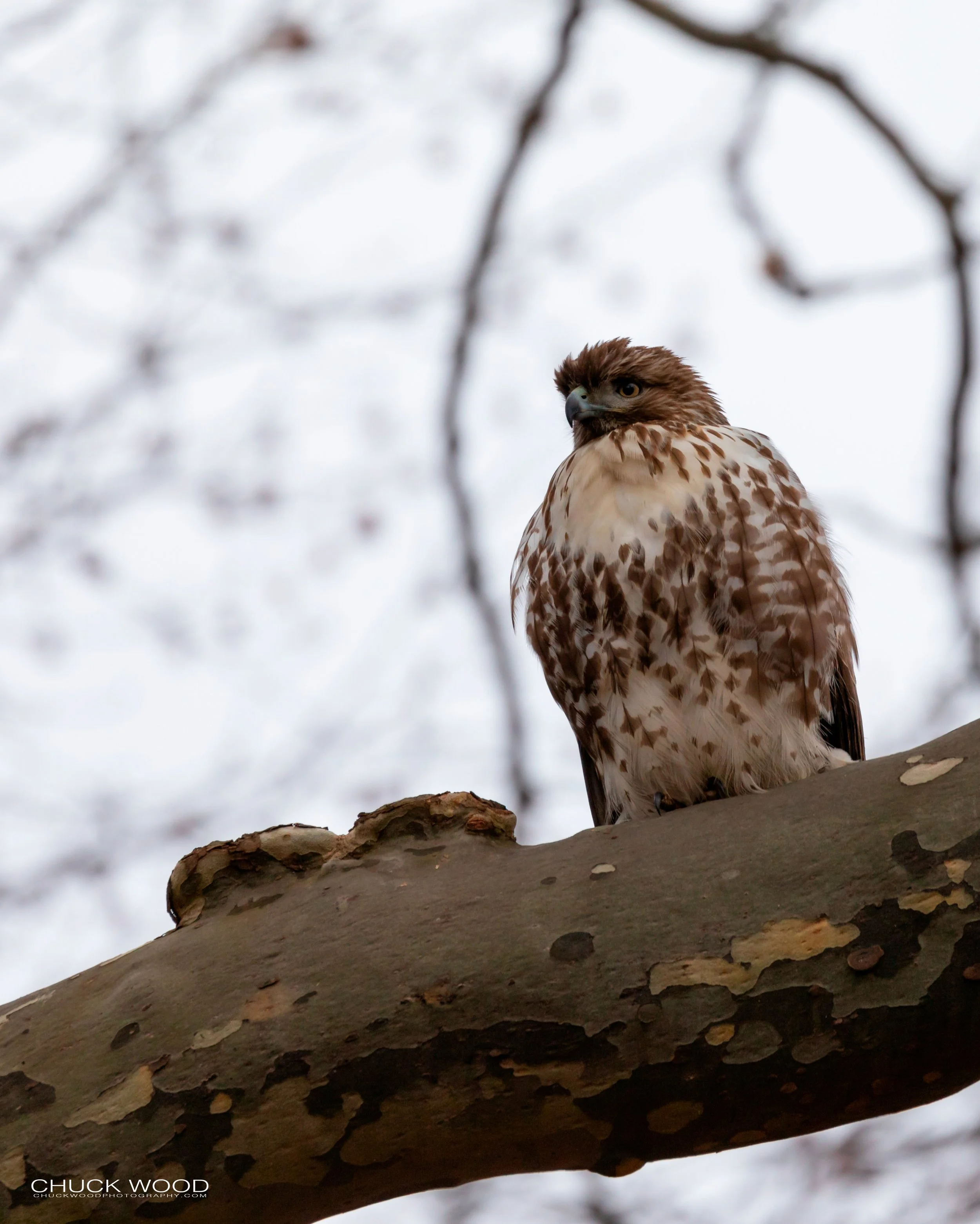  Central Park NYC, 2019 
