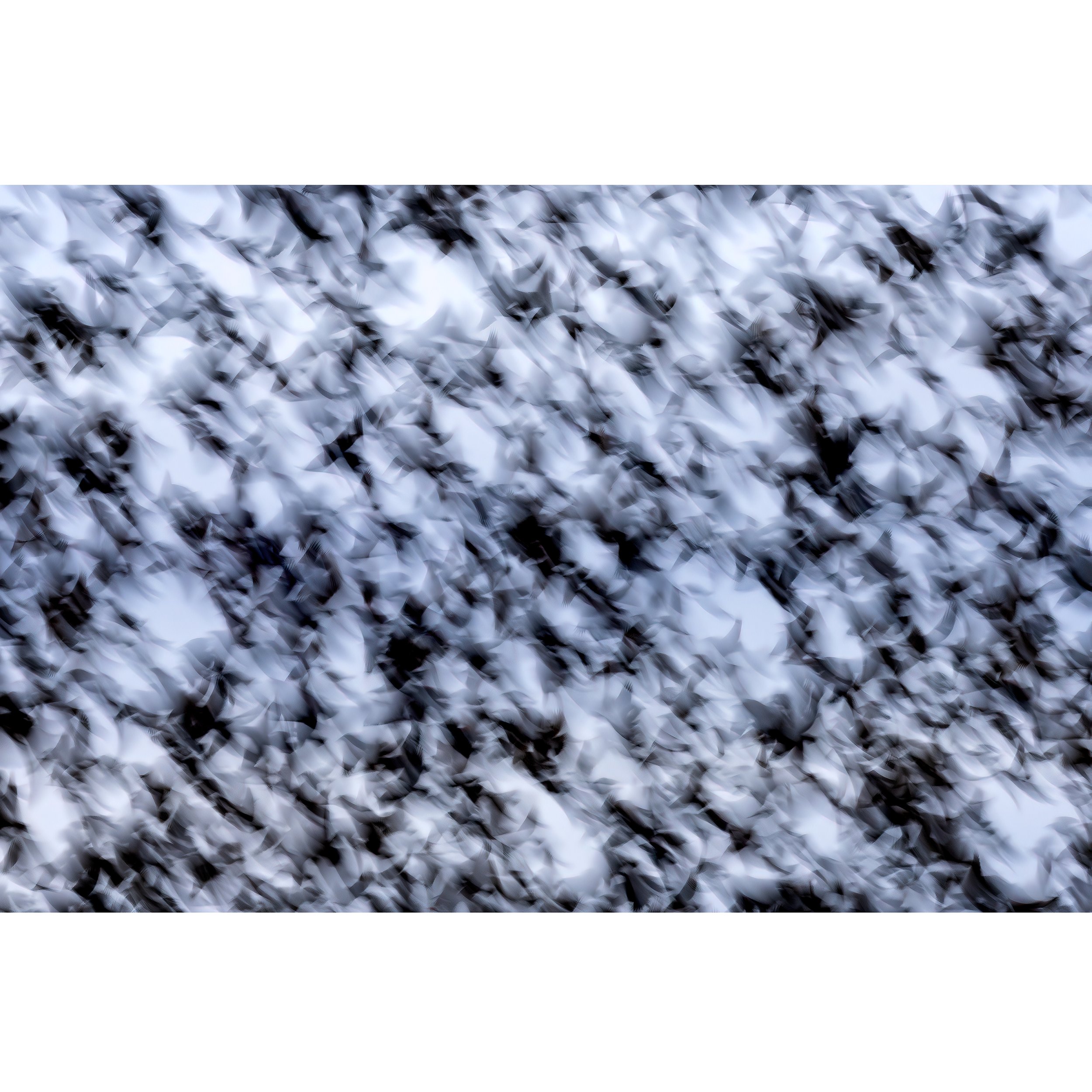 Blackbirds-II-square.jpg