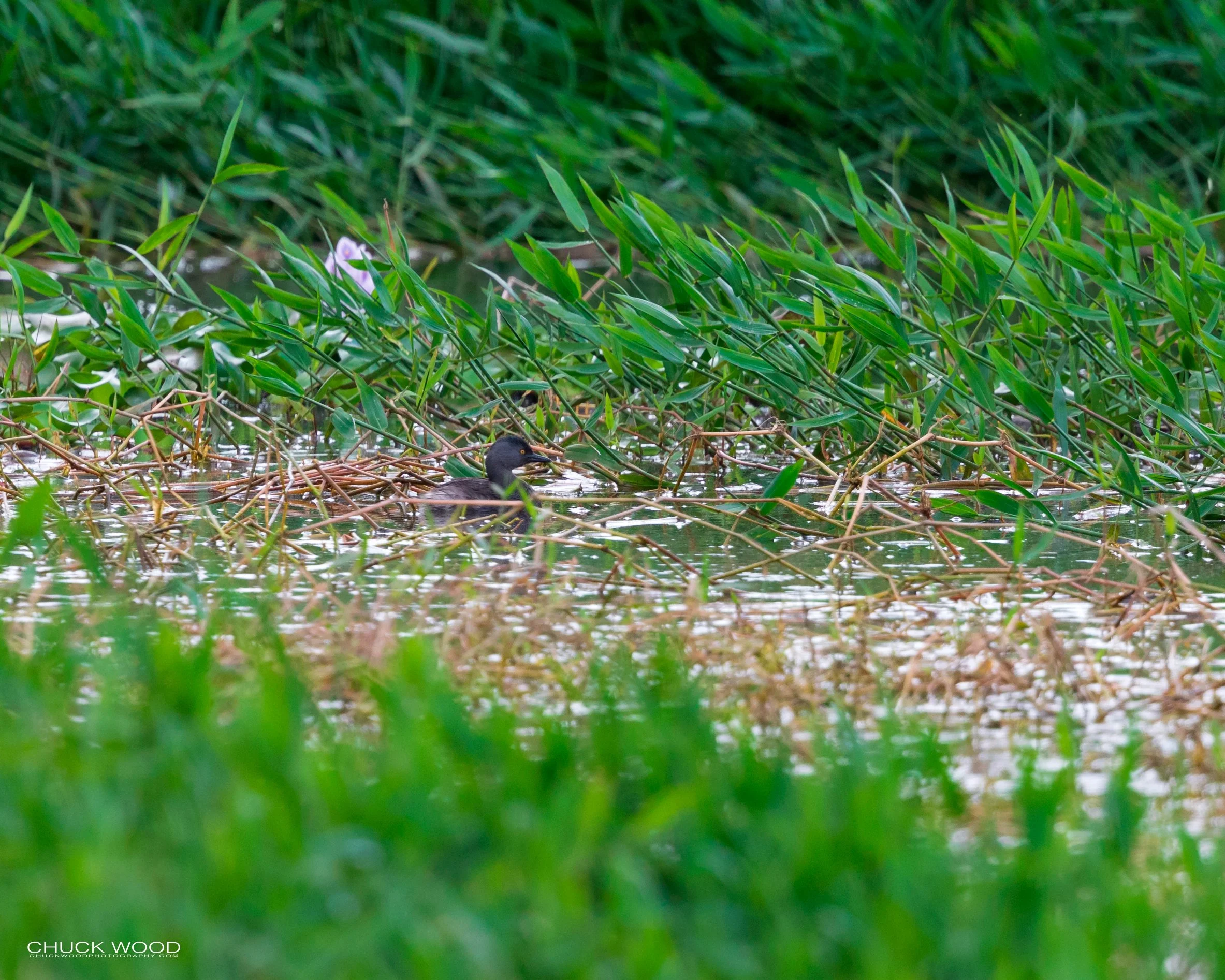  Embalse Angostura, Costa Rica 2020 