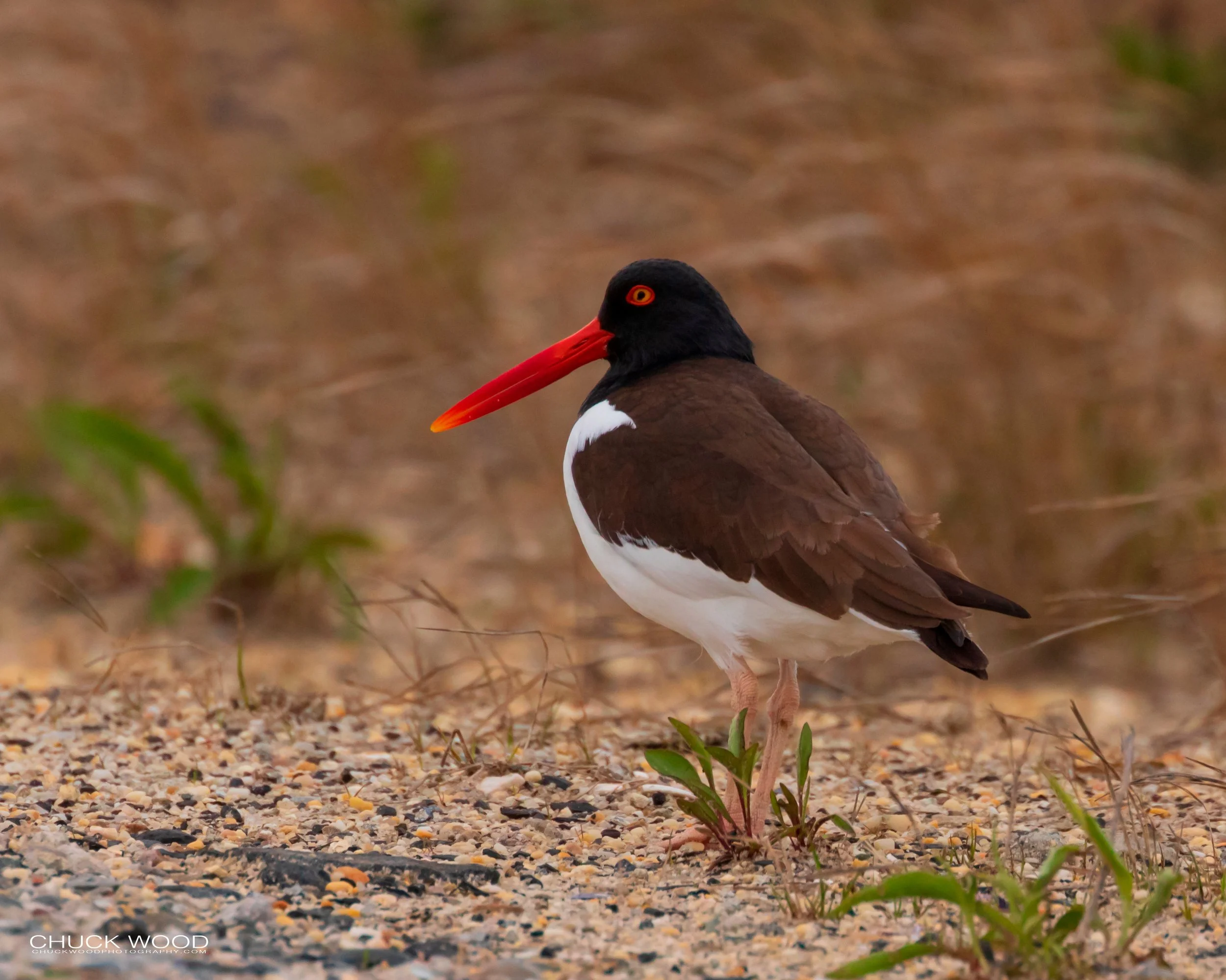  Forsythe NWR, NJ 2019 