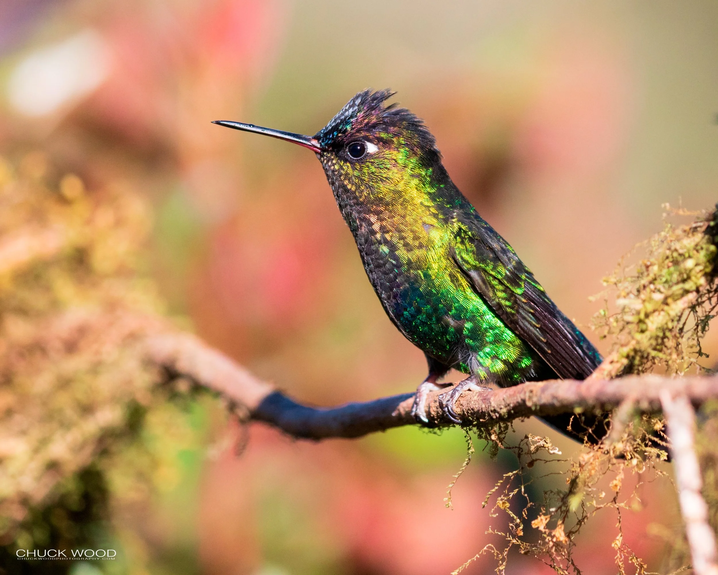  Bosque Del Tolomunco, Costa Rica 2020 