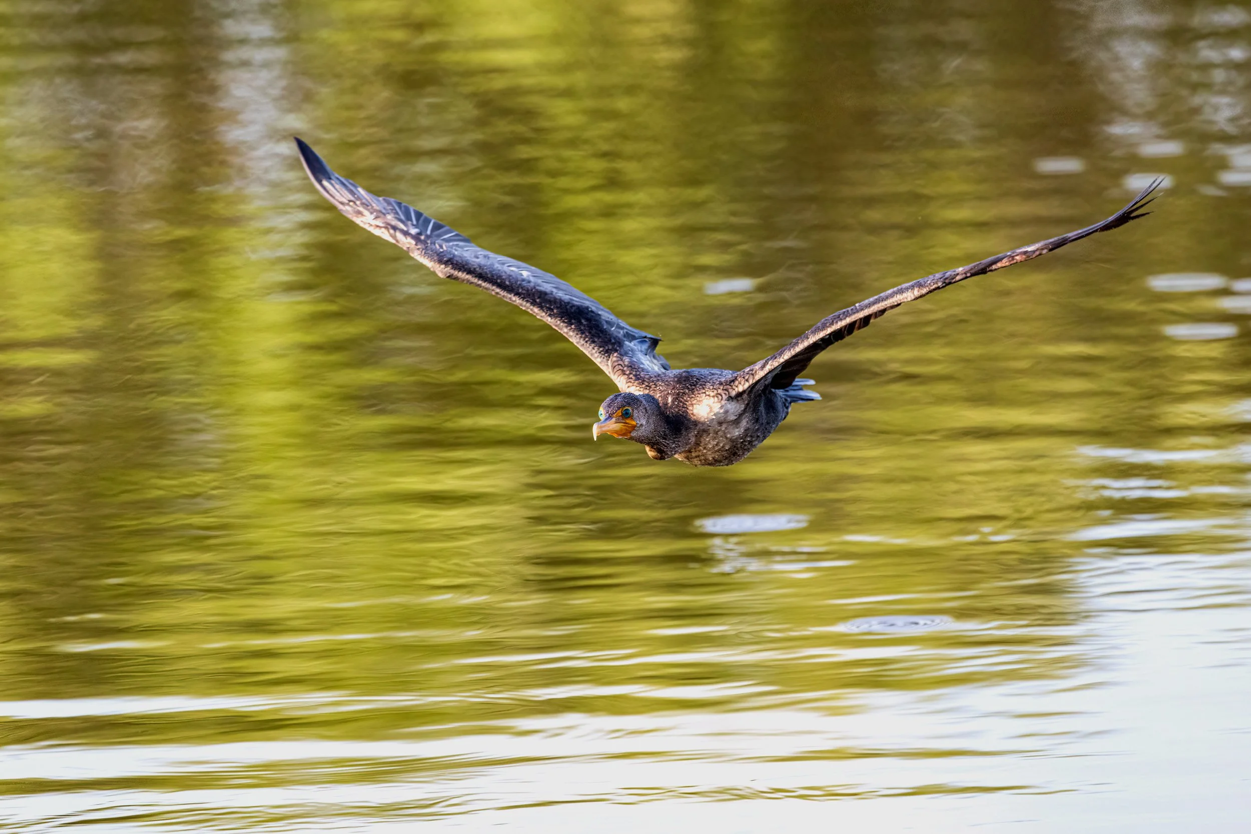 Wakodahatchee, FL 2023 