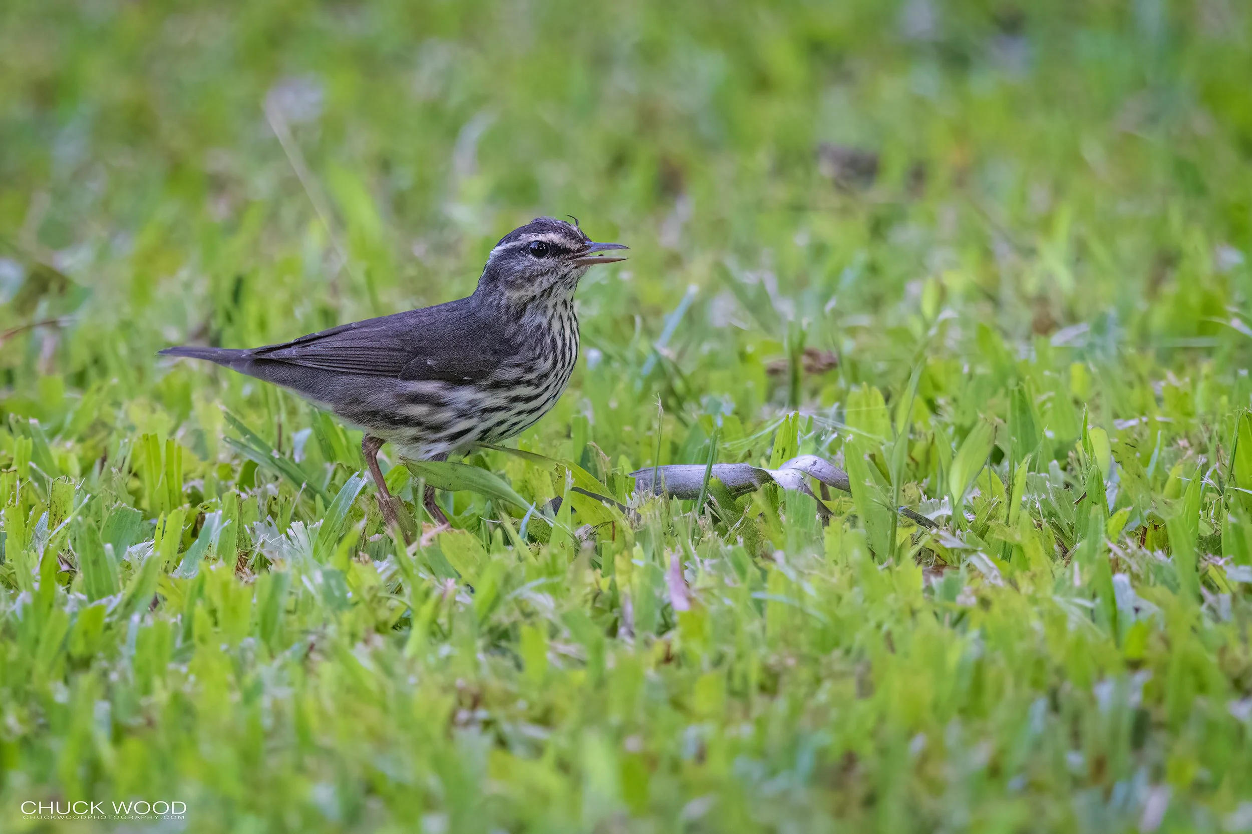  Macaw Lodge, Costa Rica 2023 