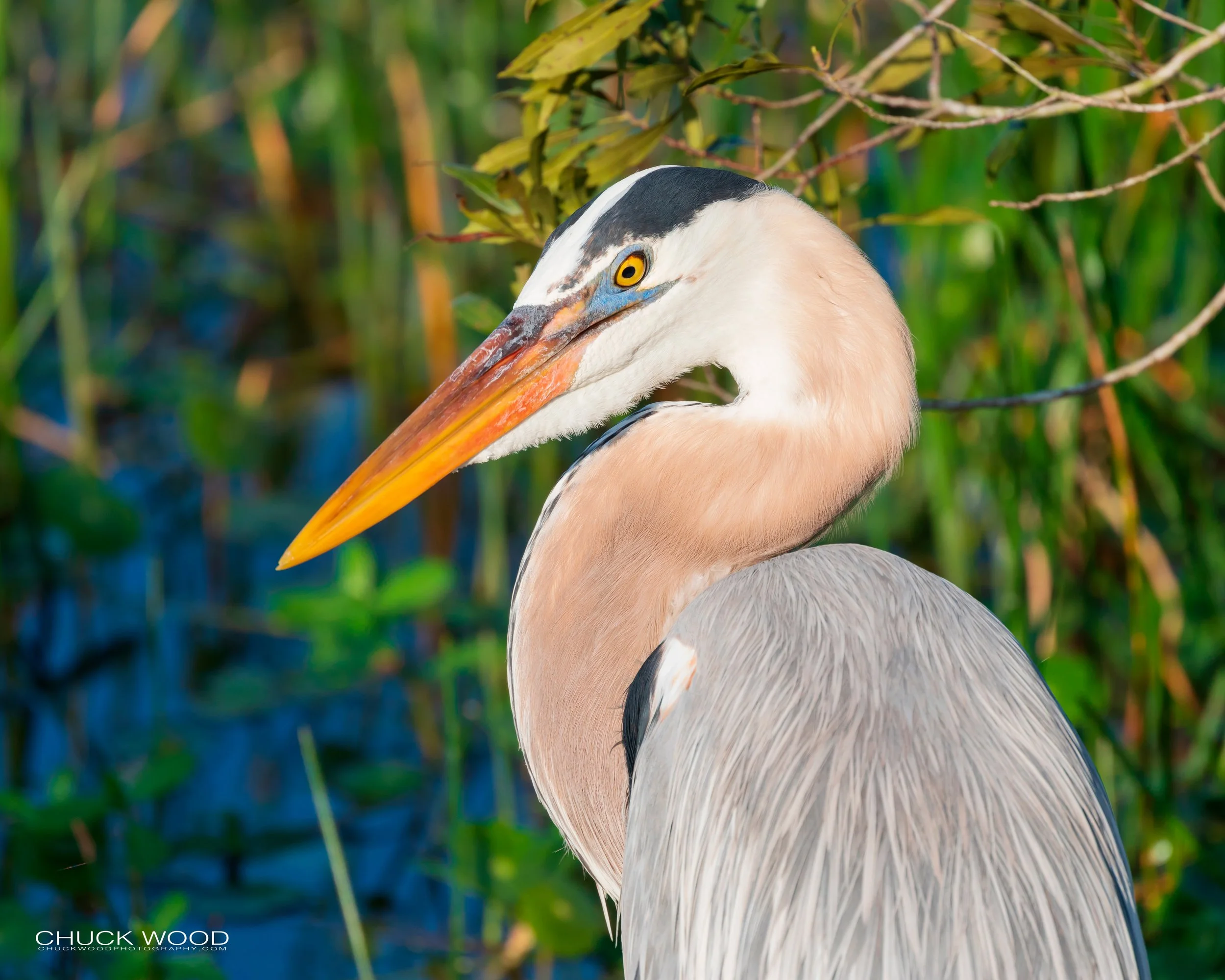 Great-Blue-Heron-Merritt-Island-1-20190222-wm.jpg