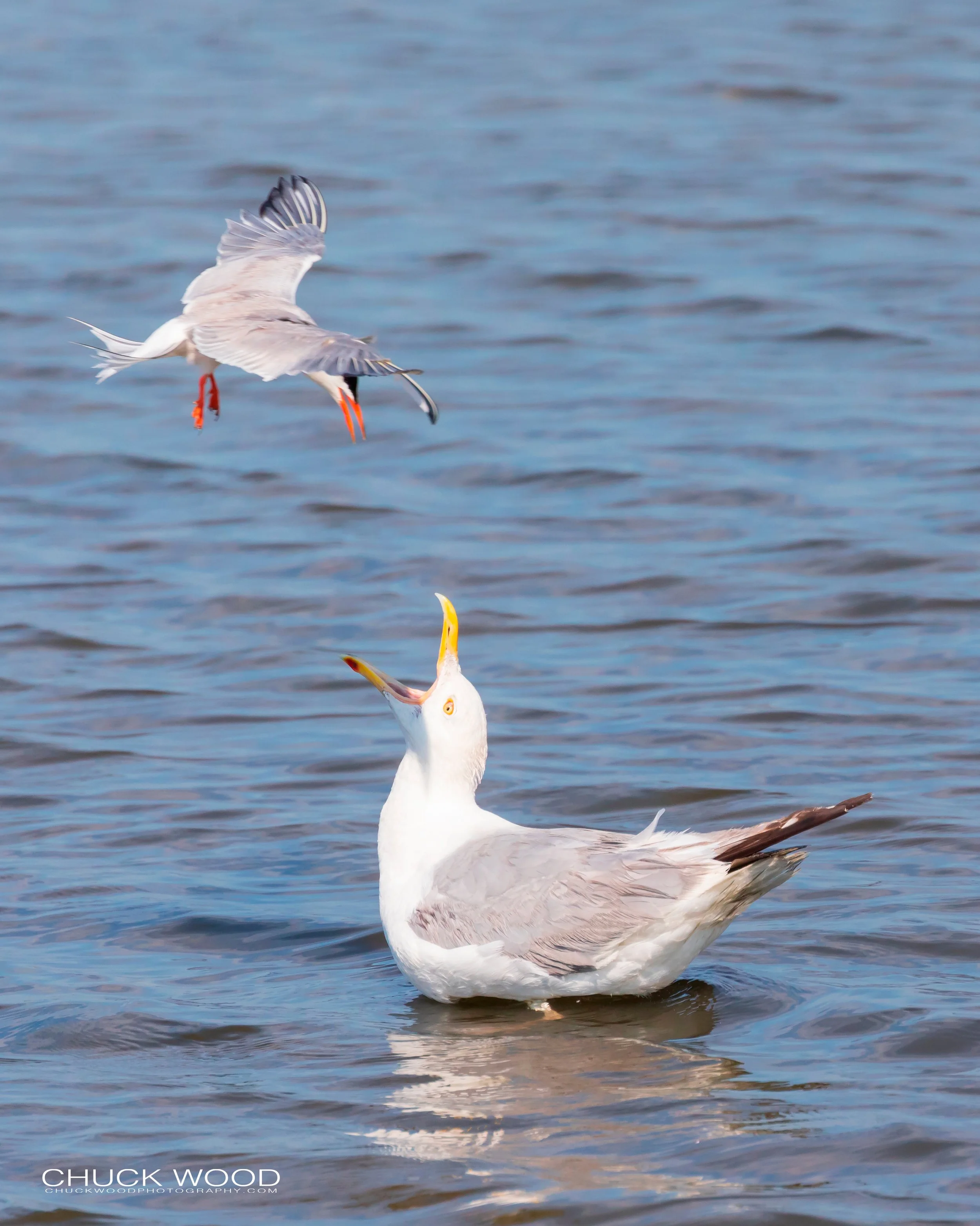  Forsyth NWR, NJ 2019 