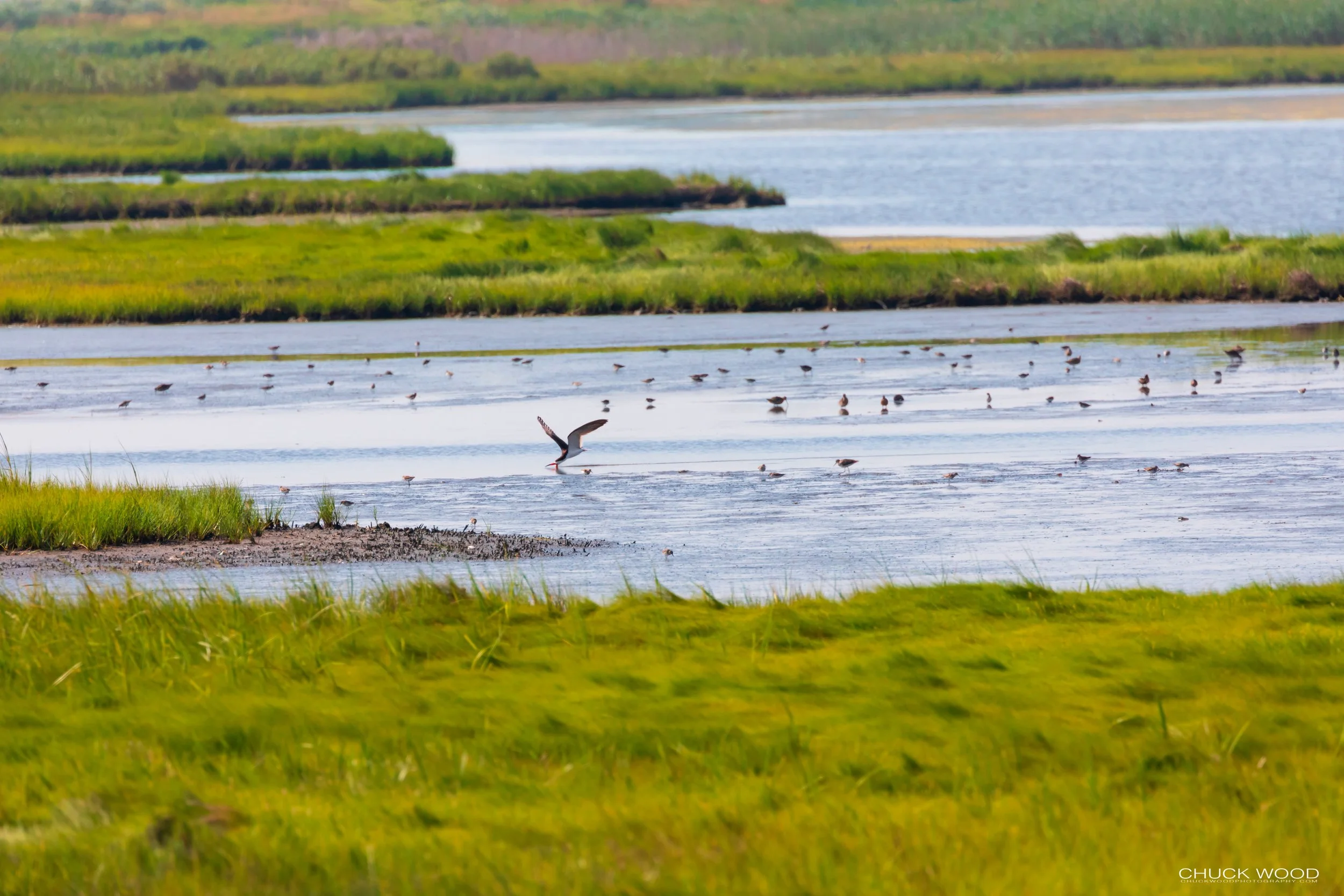  Forsythe NWR, NJ 2019 