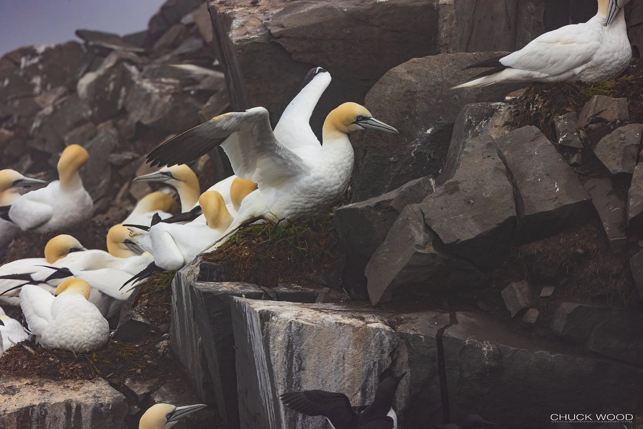  Cape St. Marys, NL 2022 