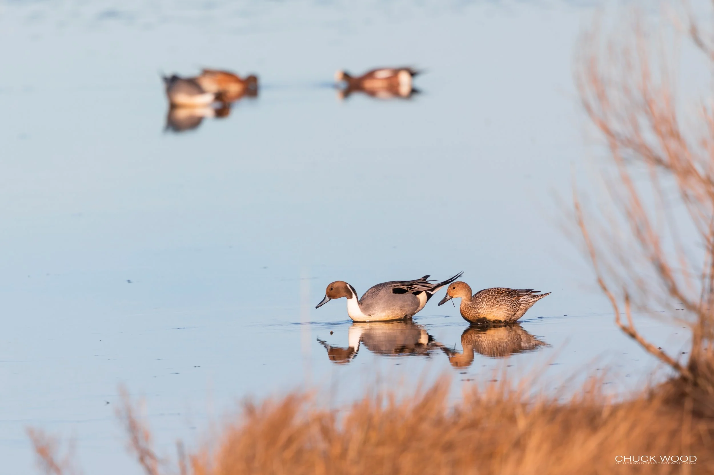  Forsythe NWR, NJ 2020 