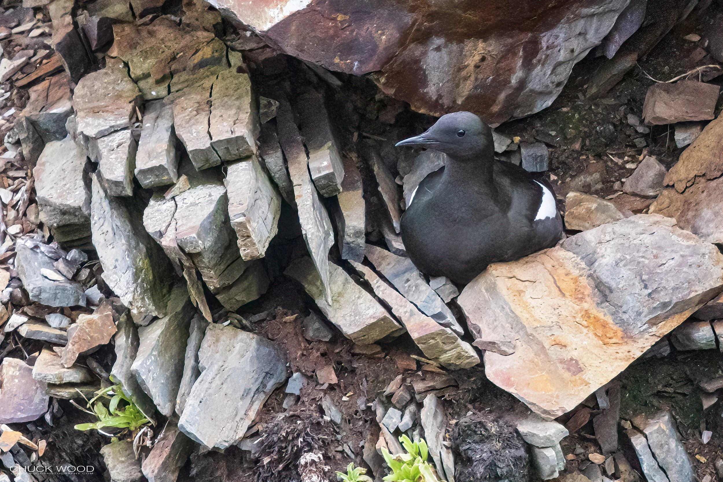  Elliston Puffin Island, NL 2022 