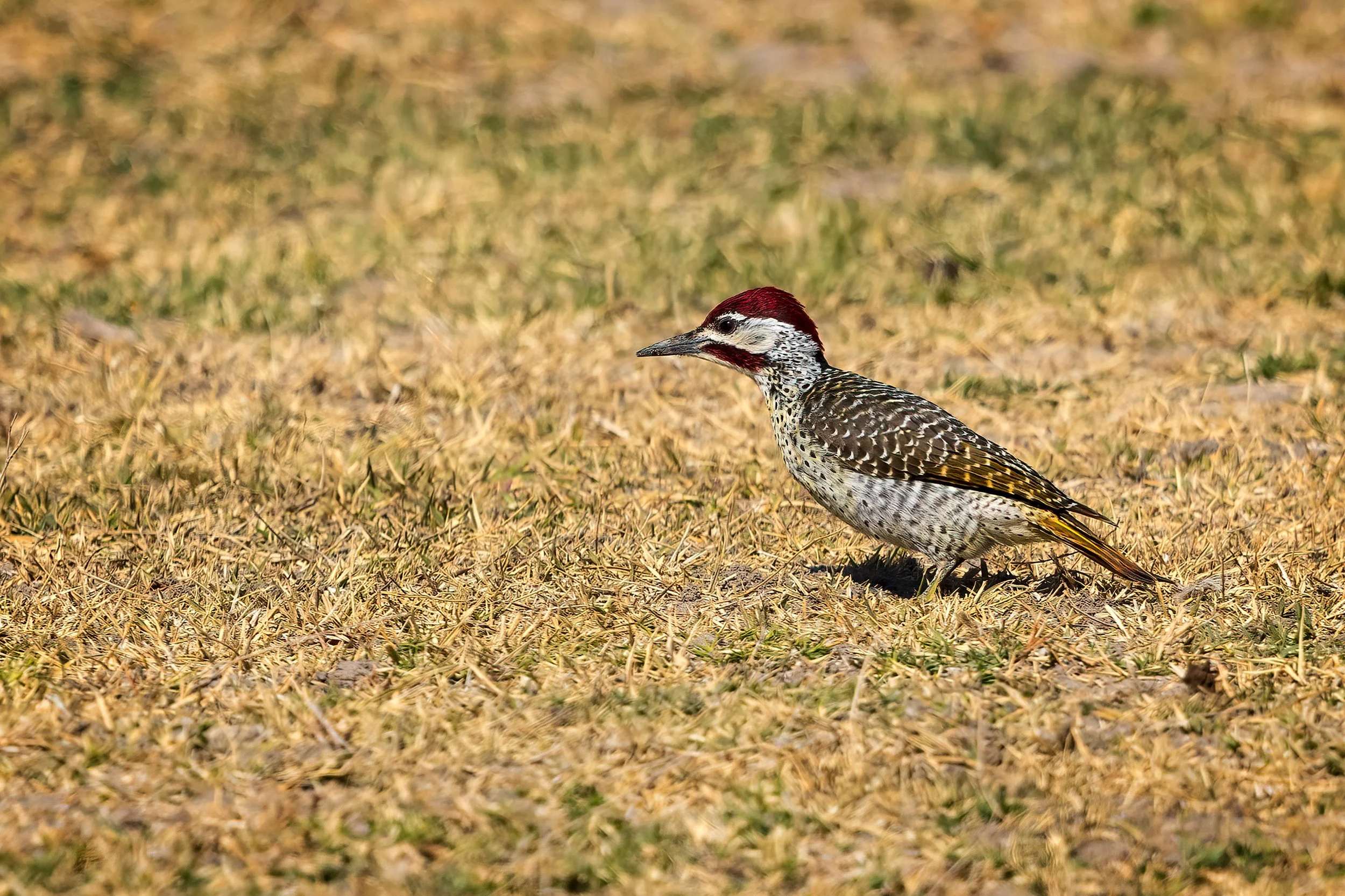  Moremi, Botswana 2023 