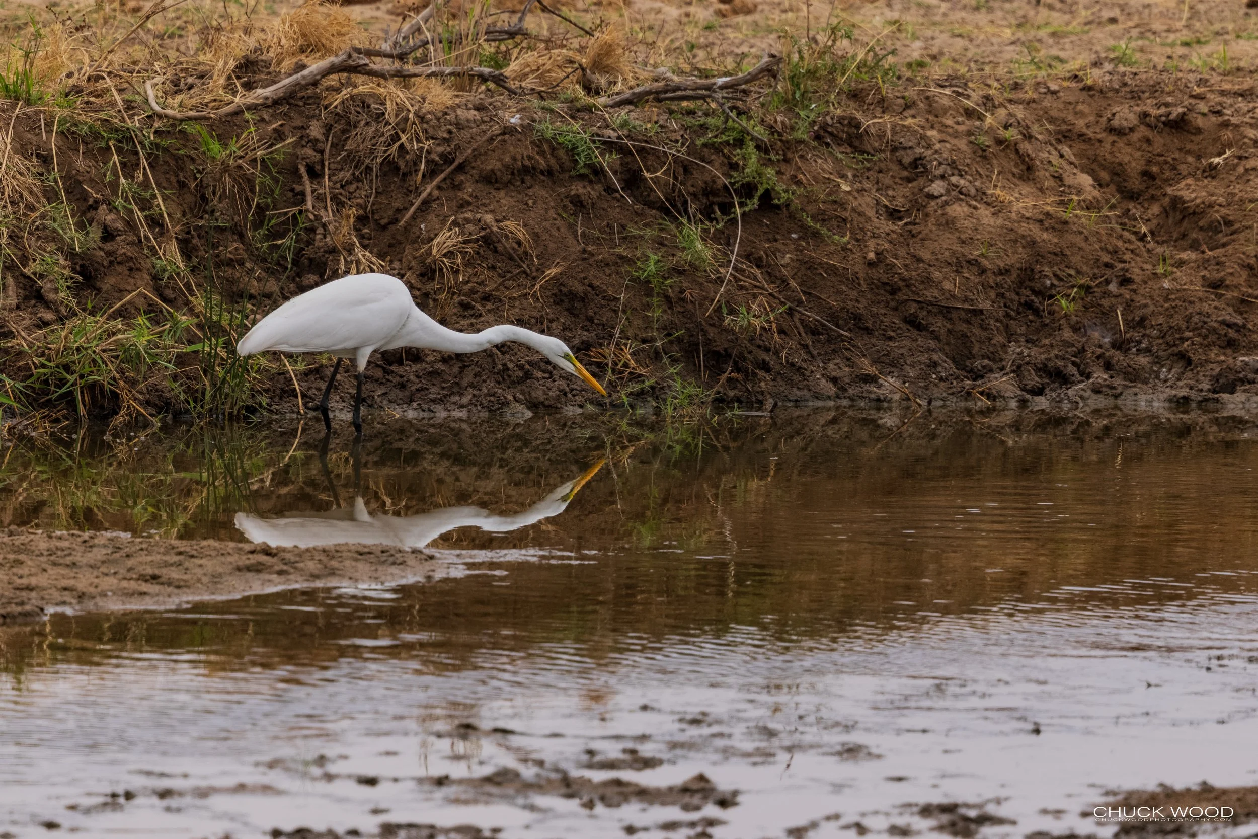 Tarangire, Tanzania 2021 