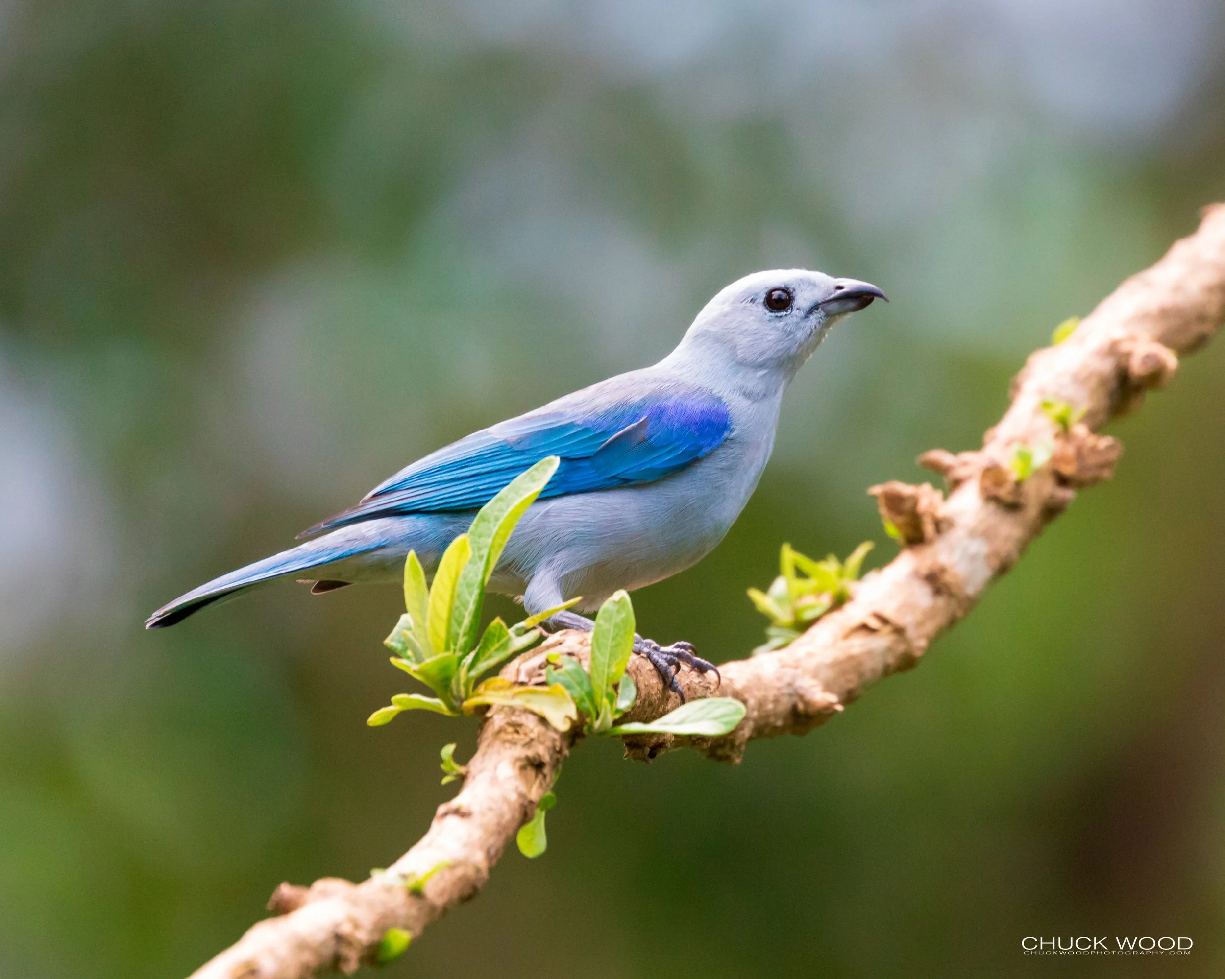  Rancho Naturalista, Costa Rica 2020 