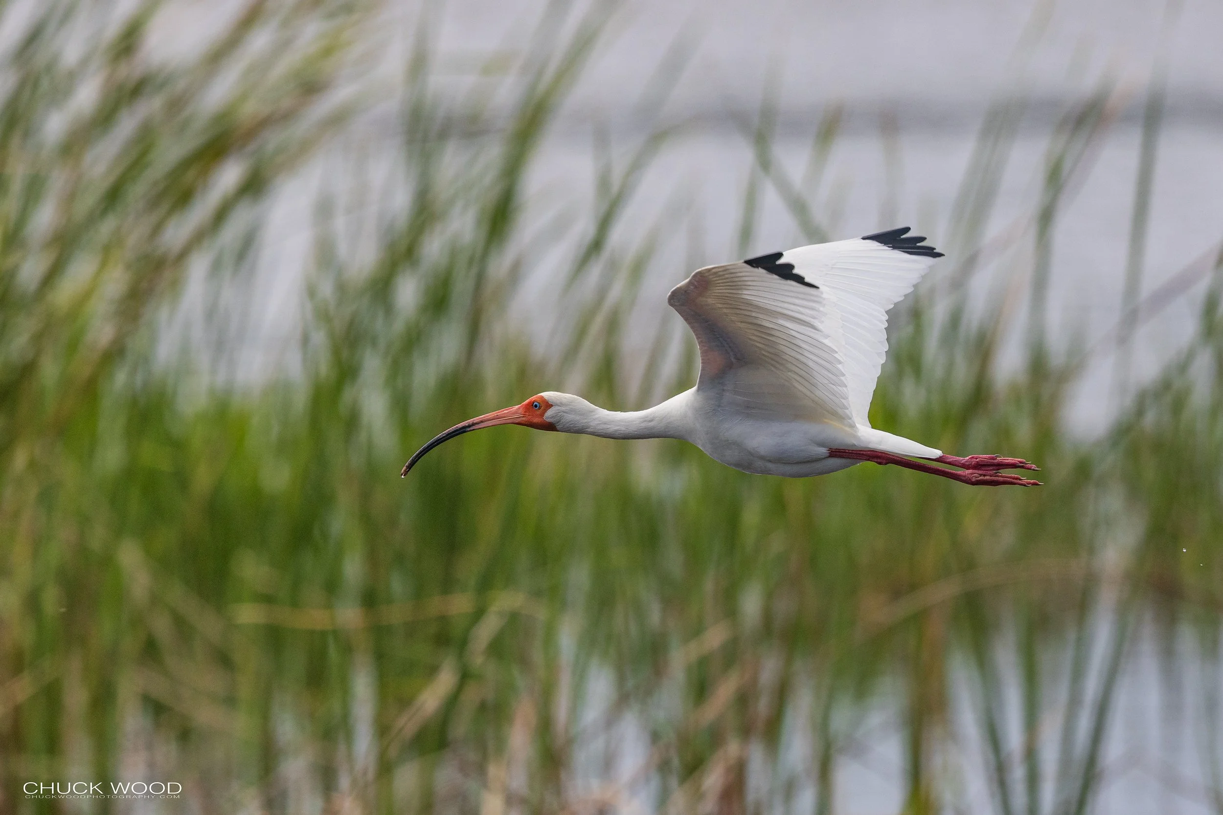  Viera Wetlands, FL 2022 