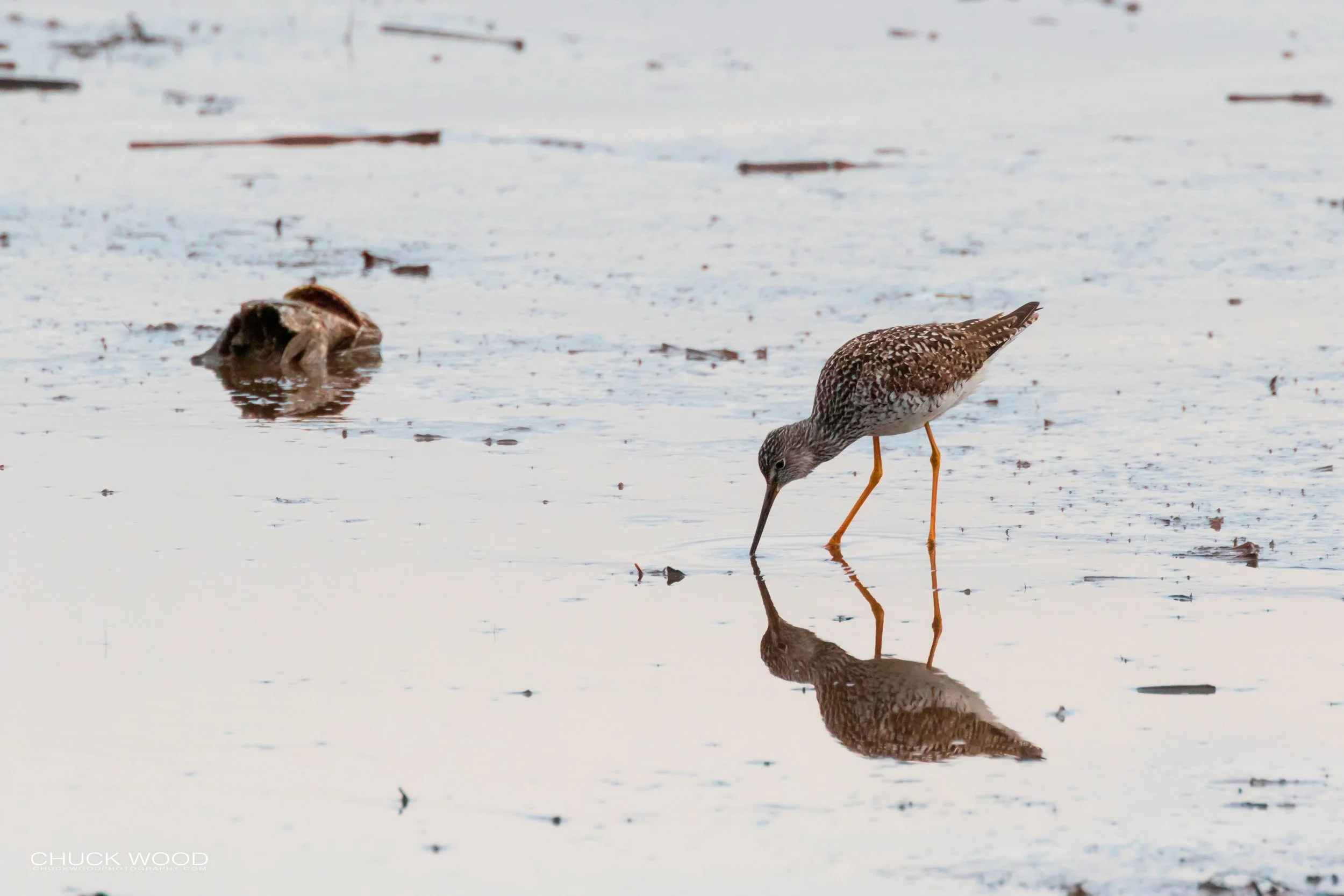  Forsythe NWR, NJ 2019 