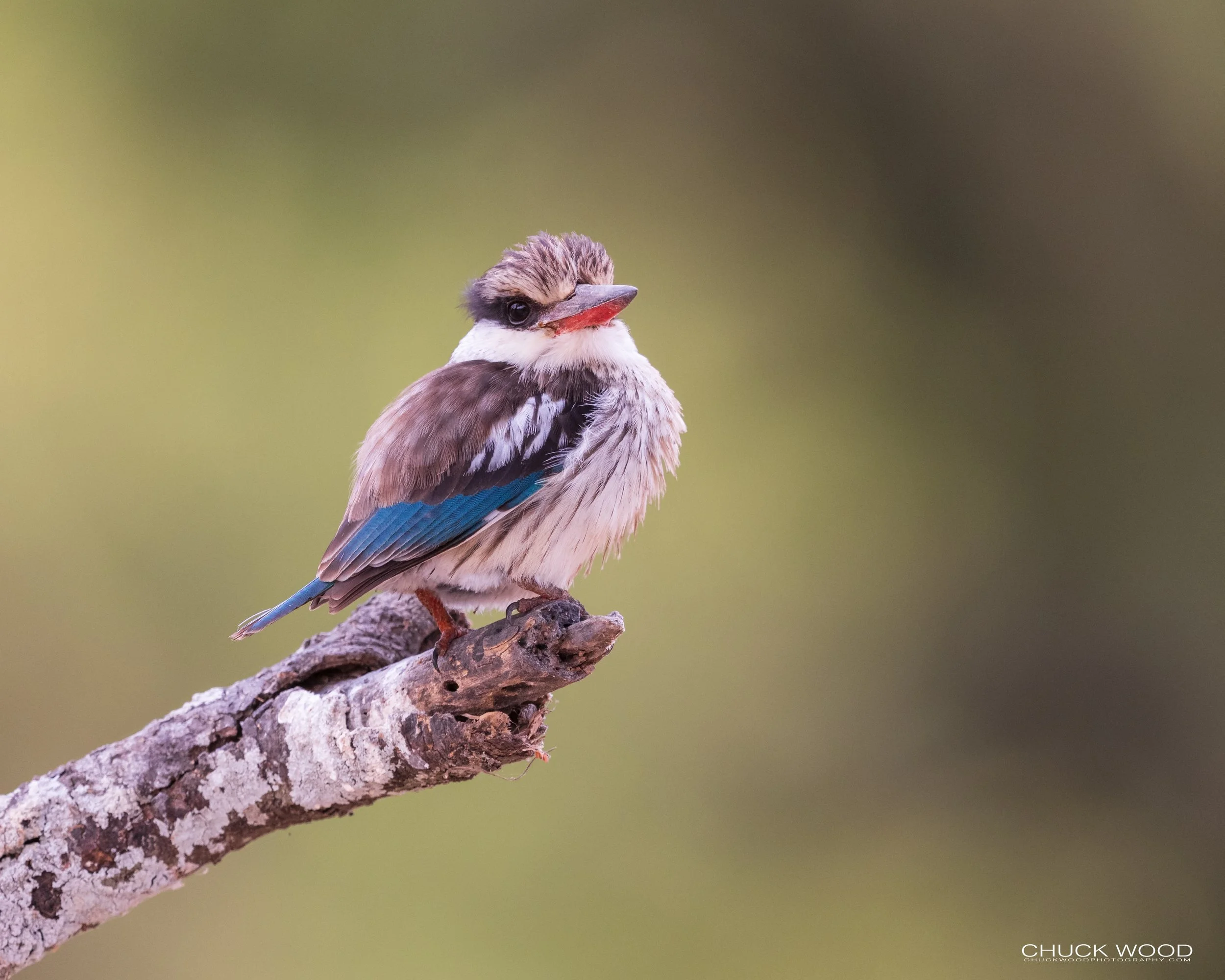  Tarangire, Tanzania 2021 
