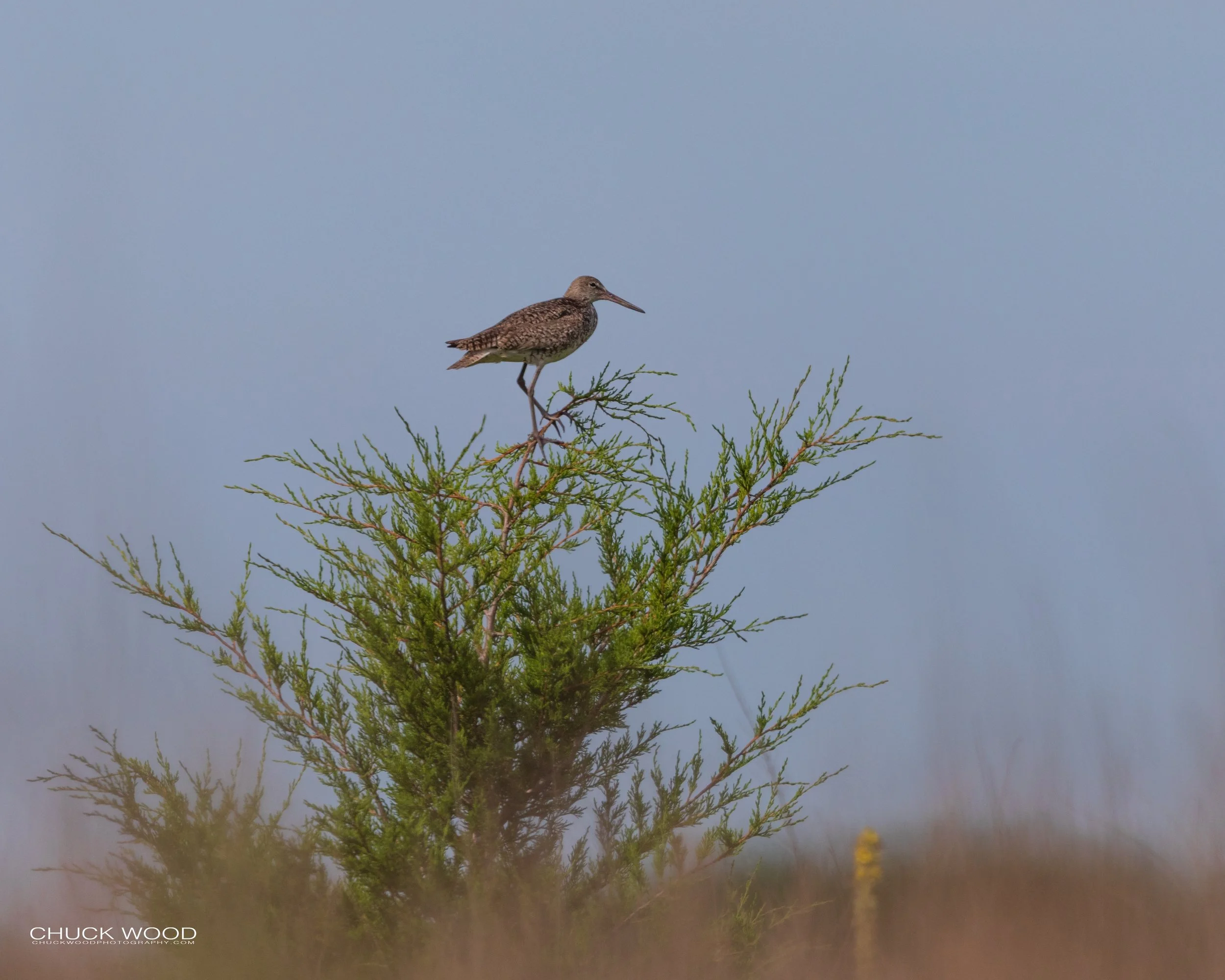   Forsythe NWR, NJ 2020 