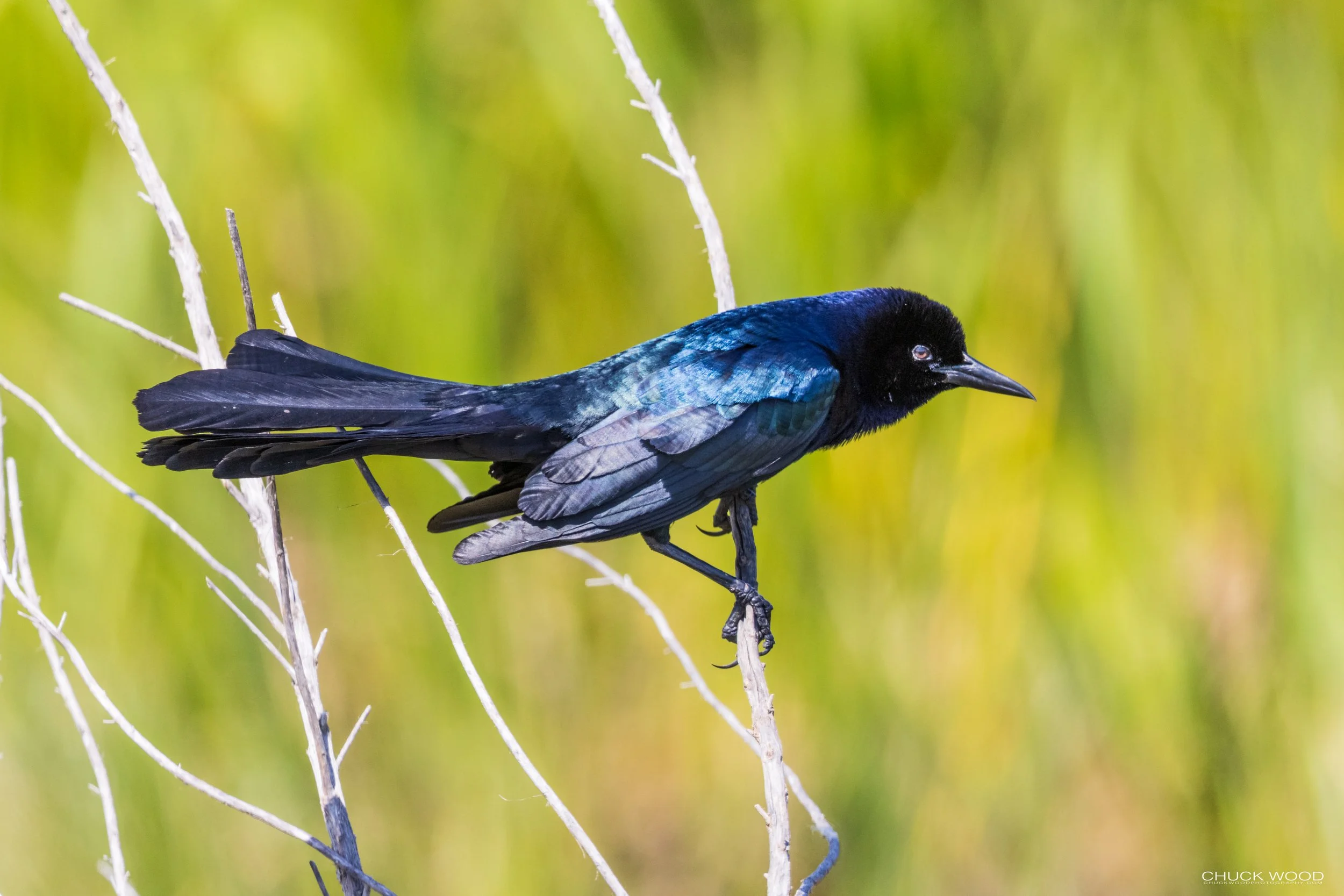  Viera Wetlands, FL 2021 