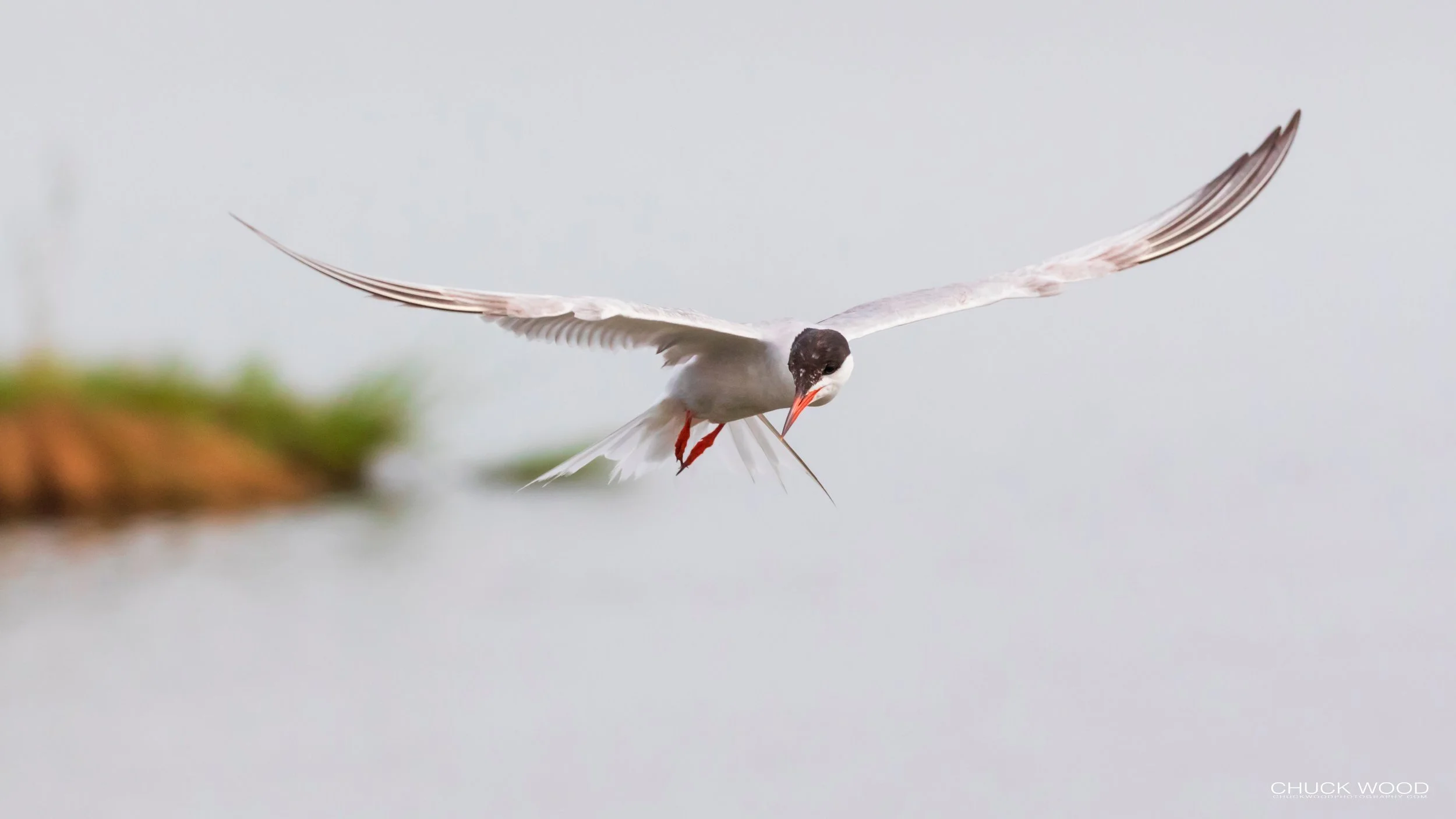  Forsythe NWR, NJ 2019 