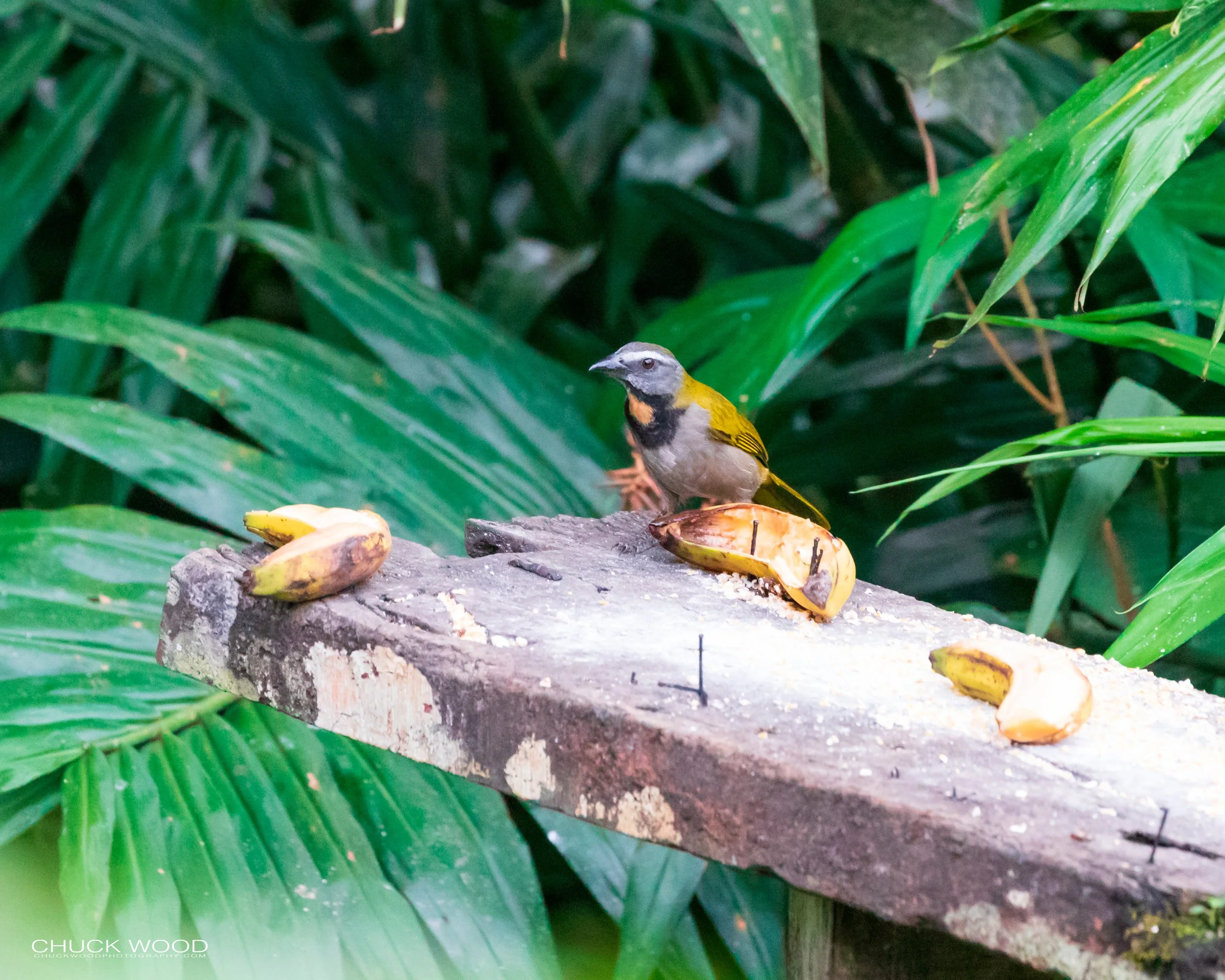  Rancho Naturalista, Costa Rica 2020 