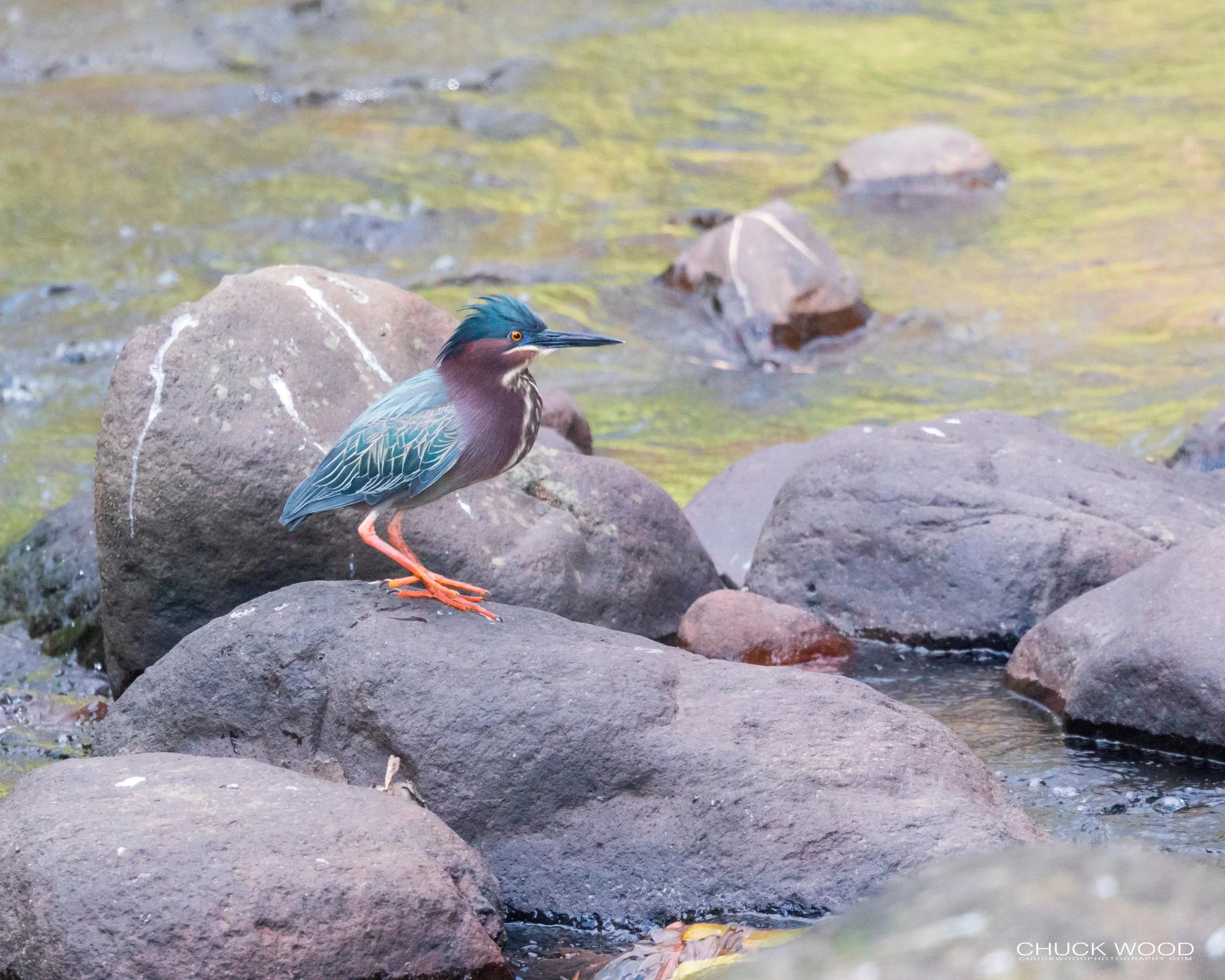  Tuis River Valley, Costa Rica 2020 