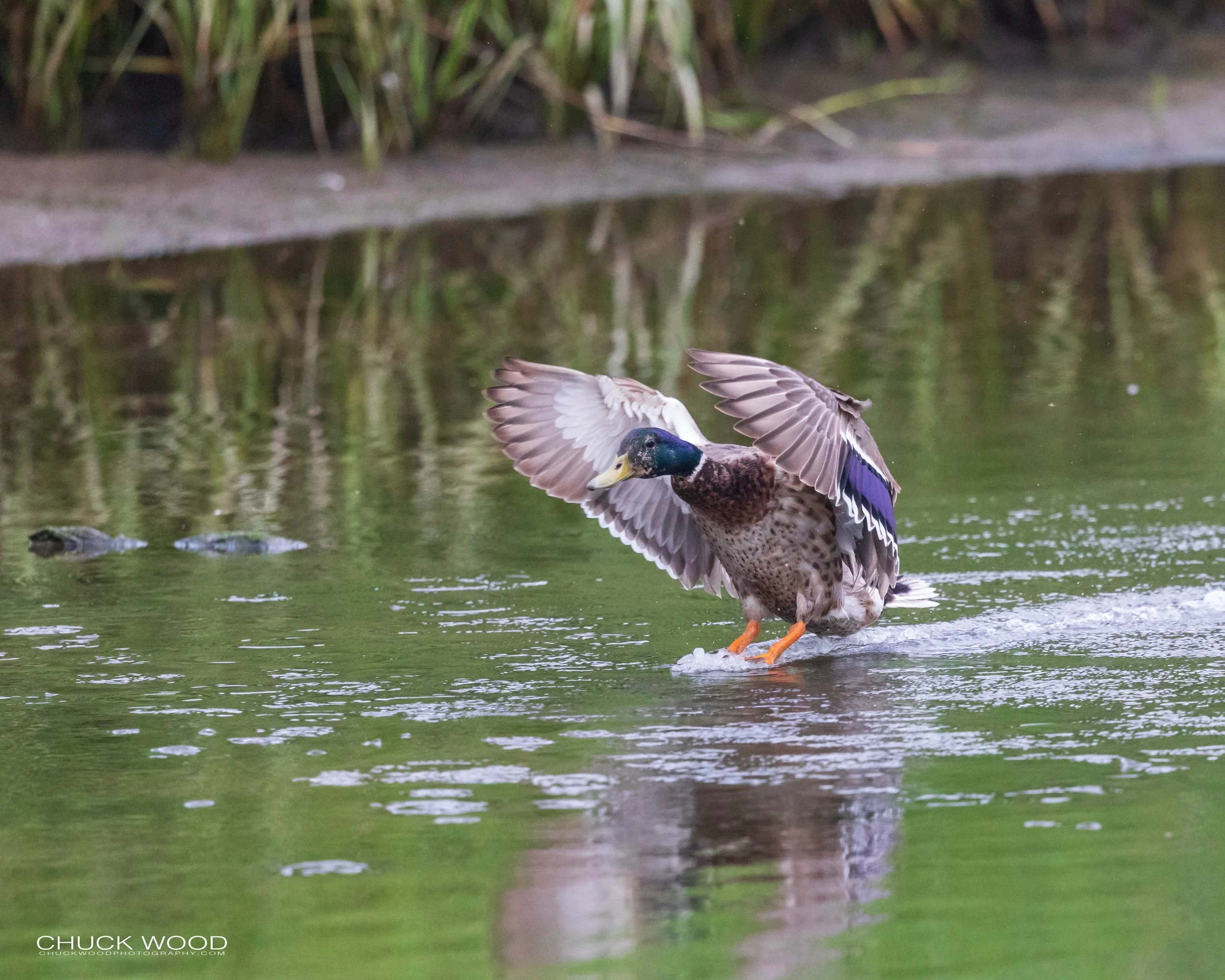  Dekorte Park, NJ 2020 