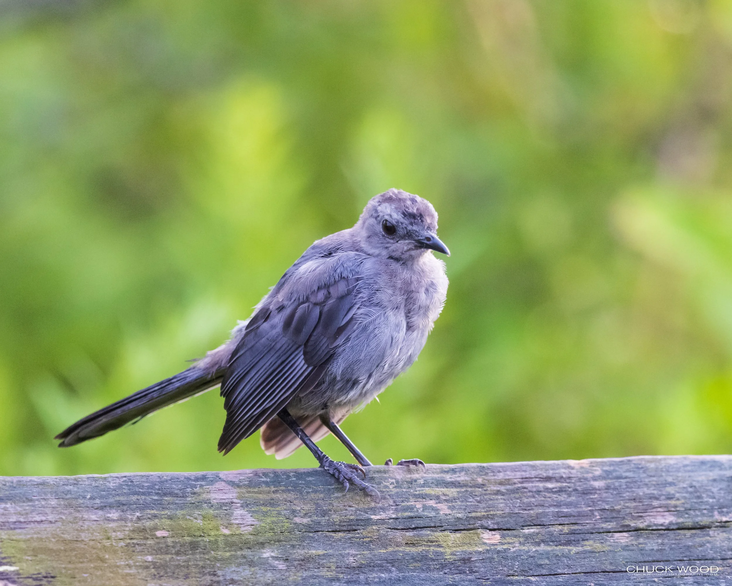  Forsythe NWR, NJ 2021 