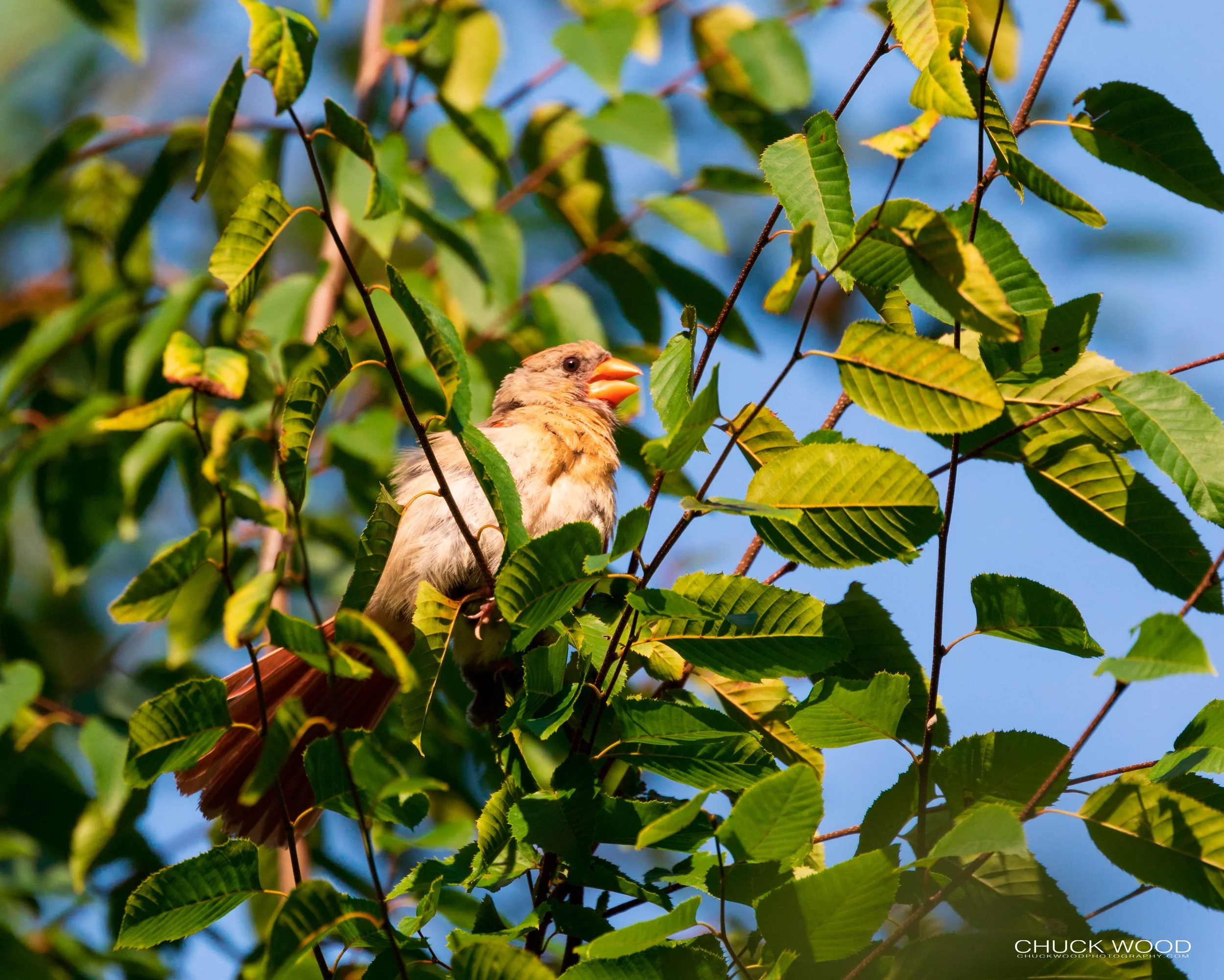  Central Park NYC, 2019 