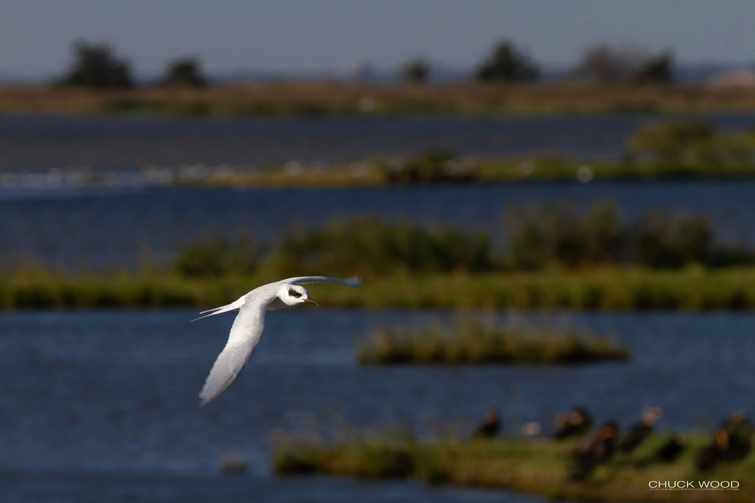  Forsythe NWR, NJ 2018 