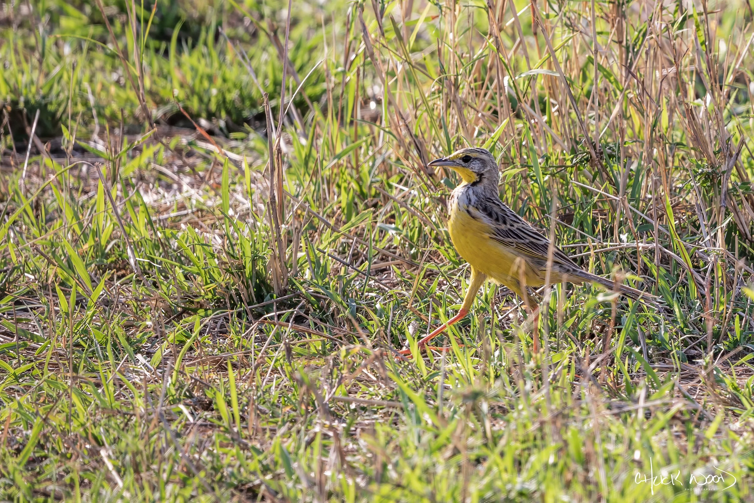  Serengeti, Tanzania 2021 