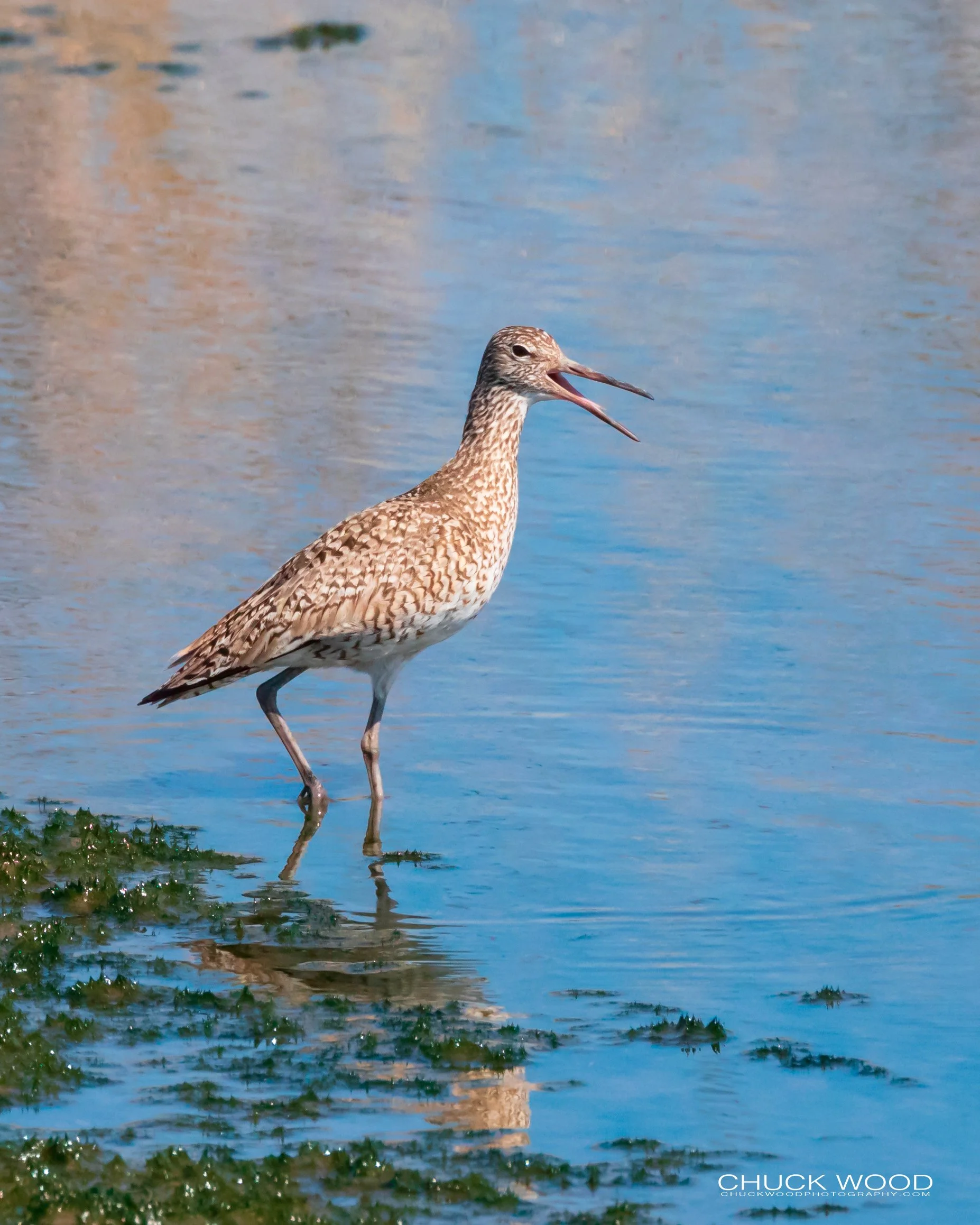  Forsythe NWR, NJ 2019 