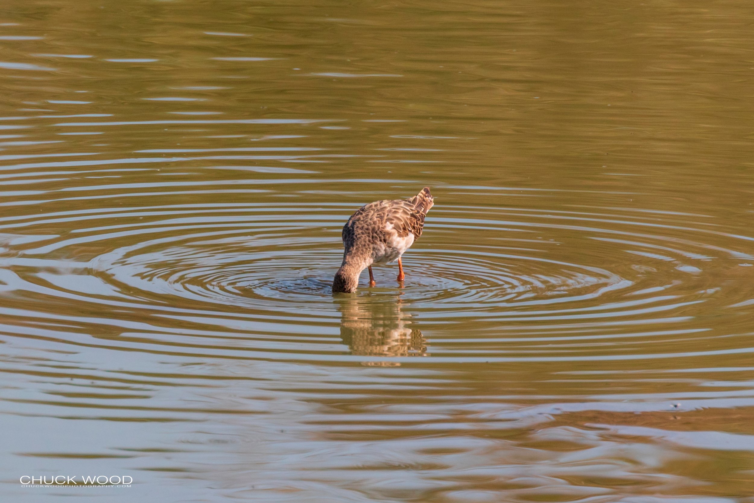  Mana Pools, Zimbabwe 2019 