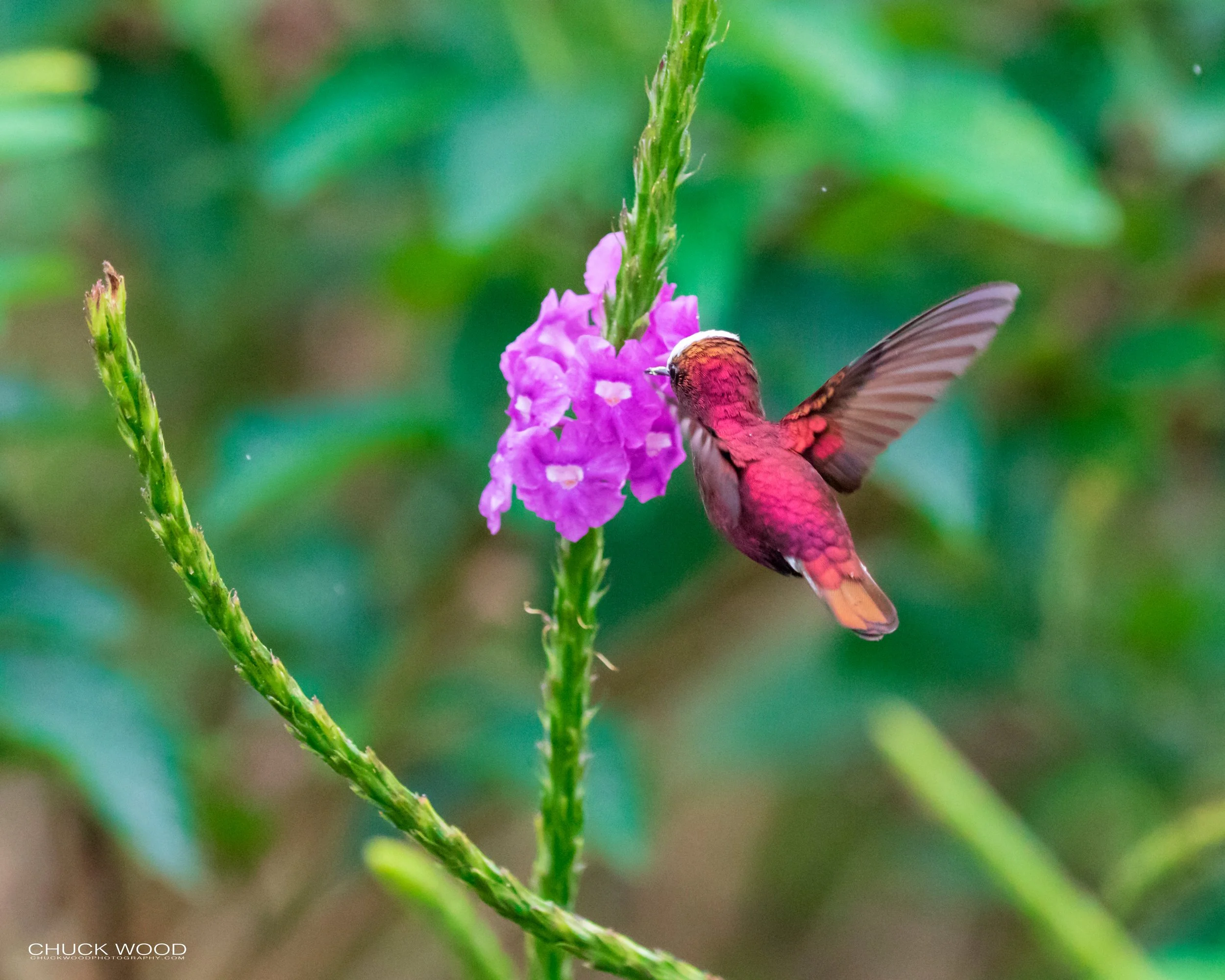  Rancho Naturalista, Costa Rica 2020 