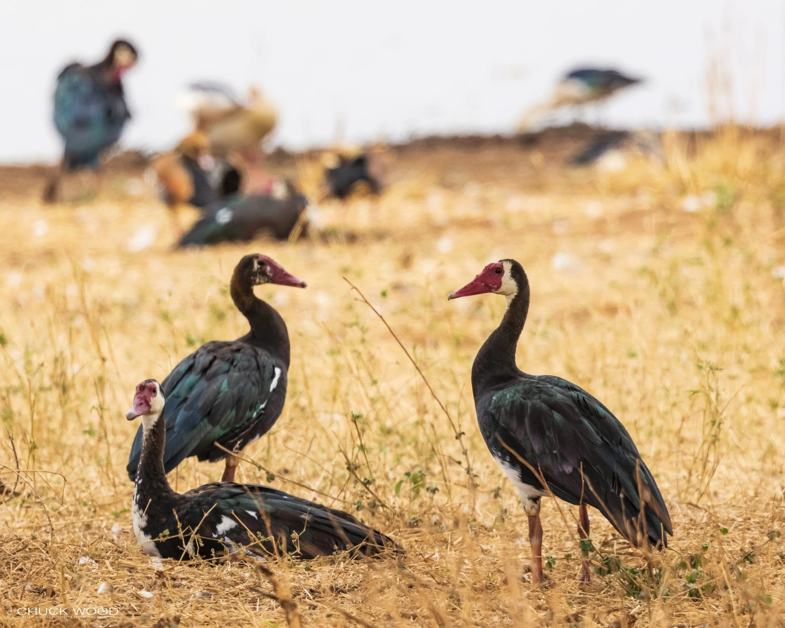  Tarangire, Tanzania 2021 