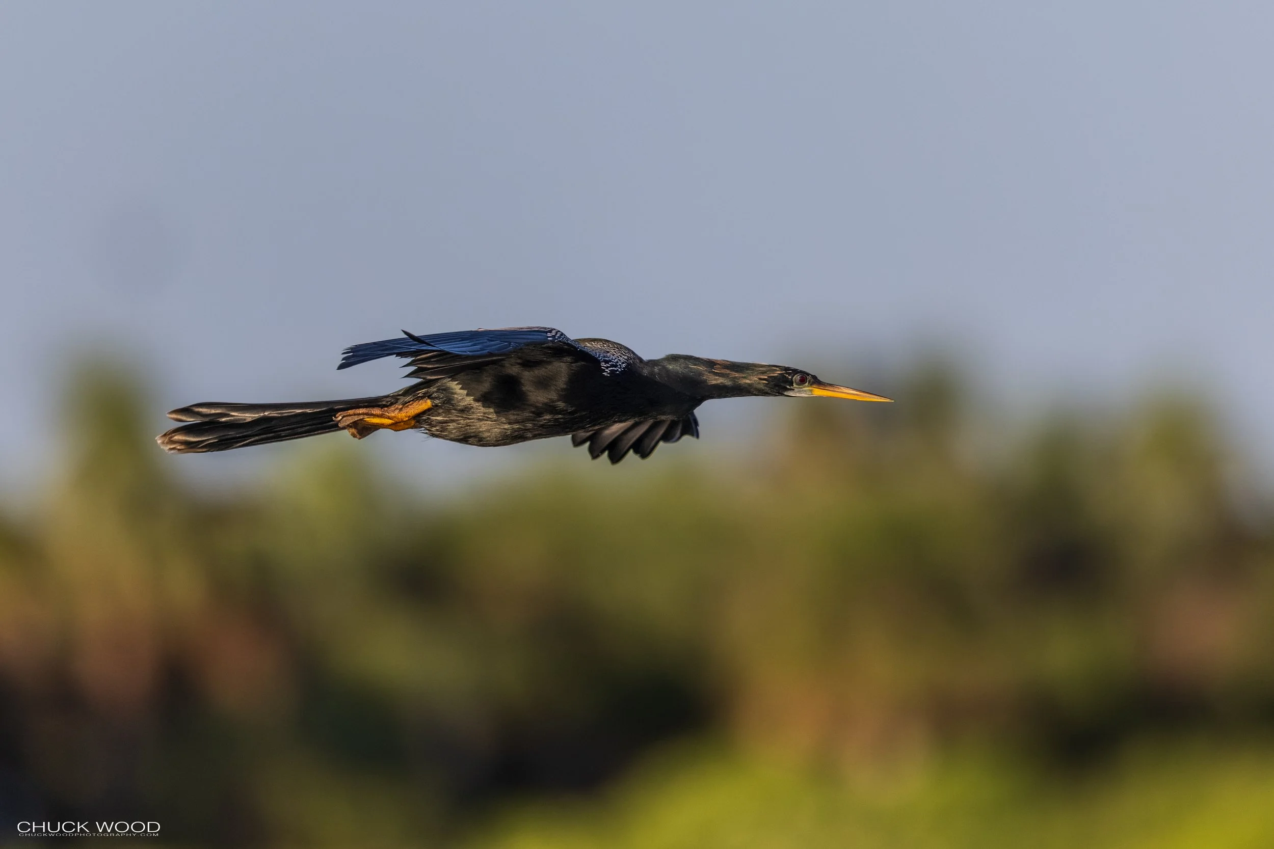  Stick Marsh, FL 2021 